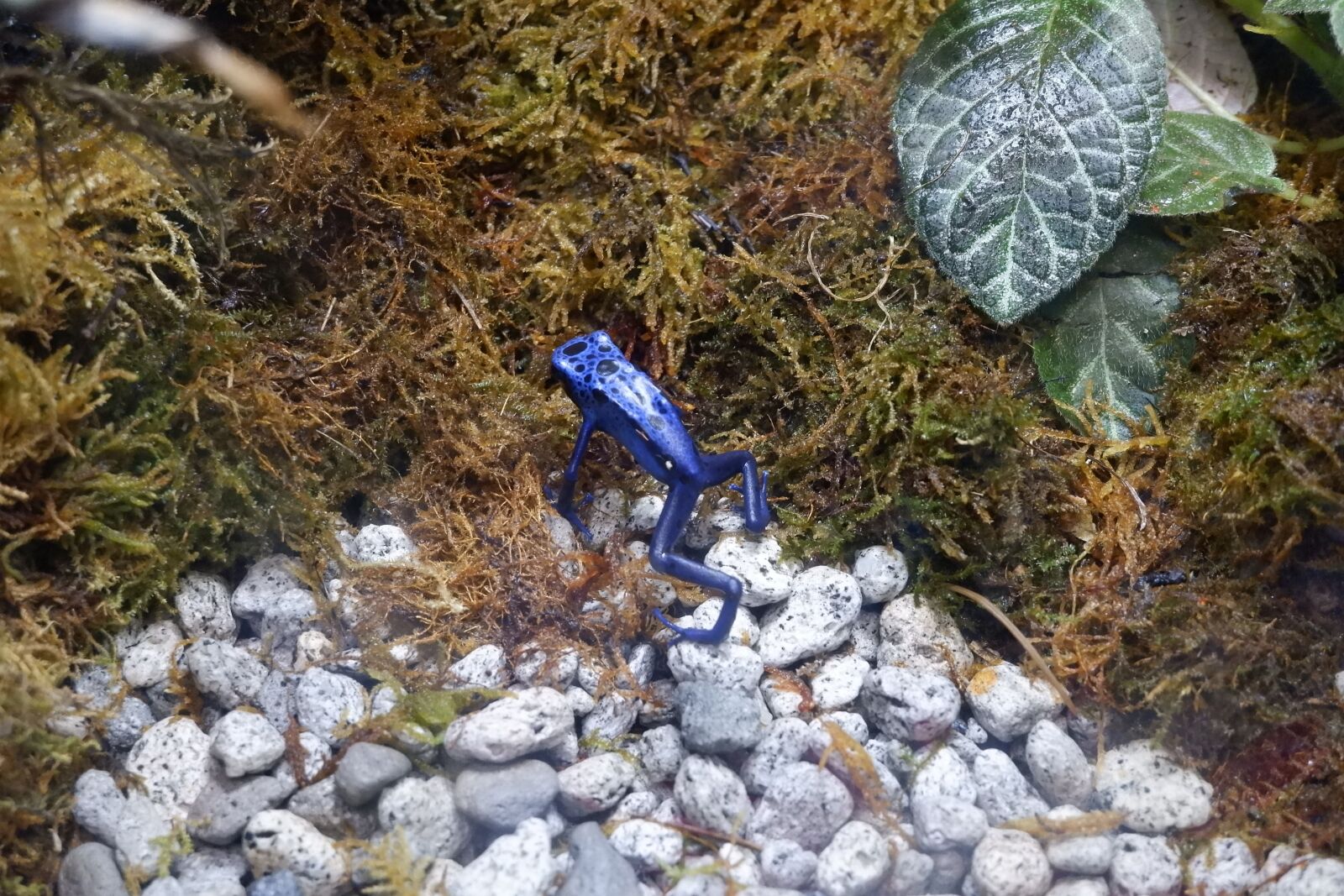 Fujifilm X-A20 sample photo. Blue, frog, exotic photography