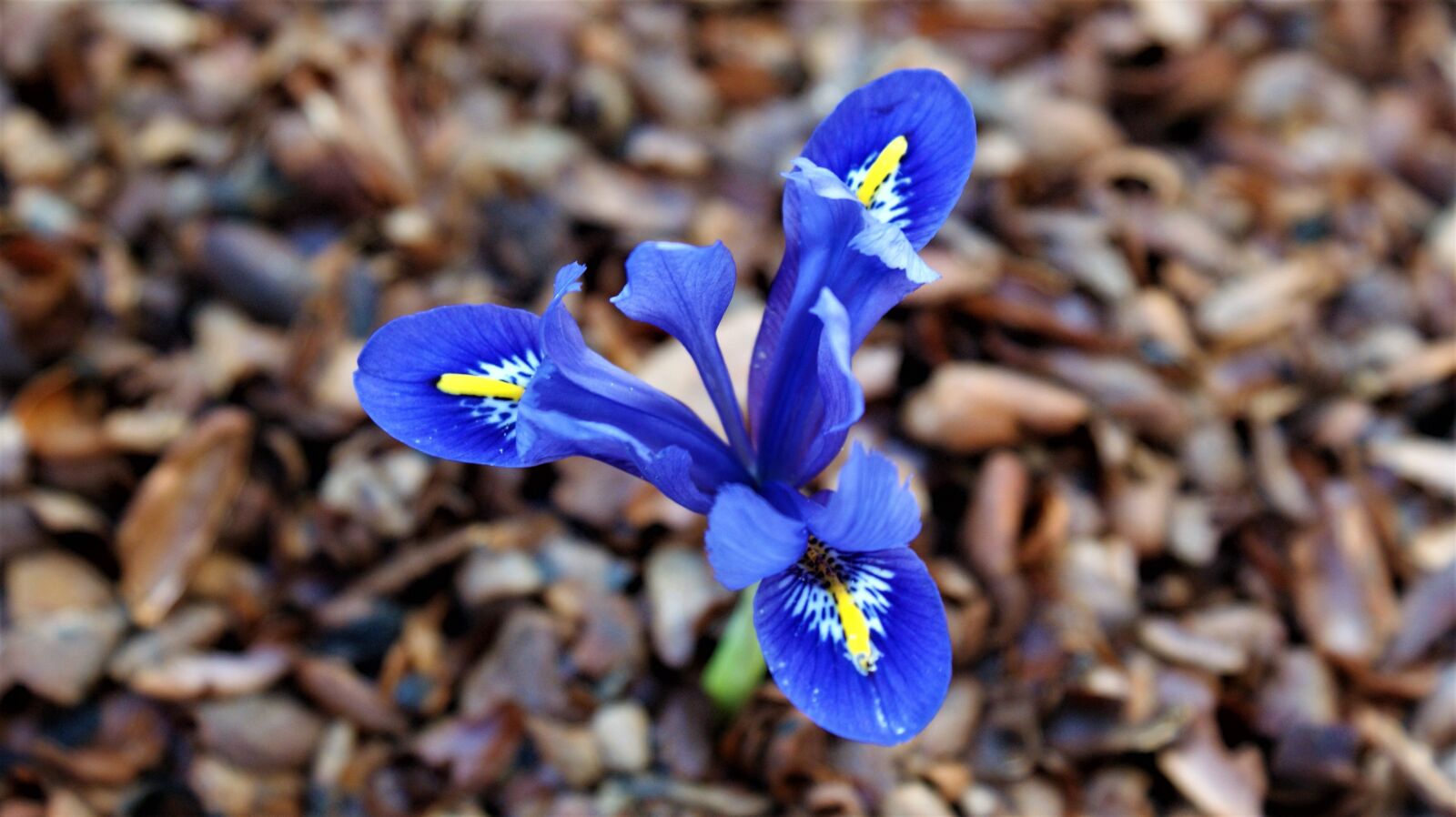 Sony Alpha DSLR-A350 sample photo. Iris, tree bark, garden photography