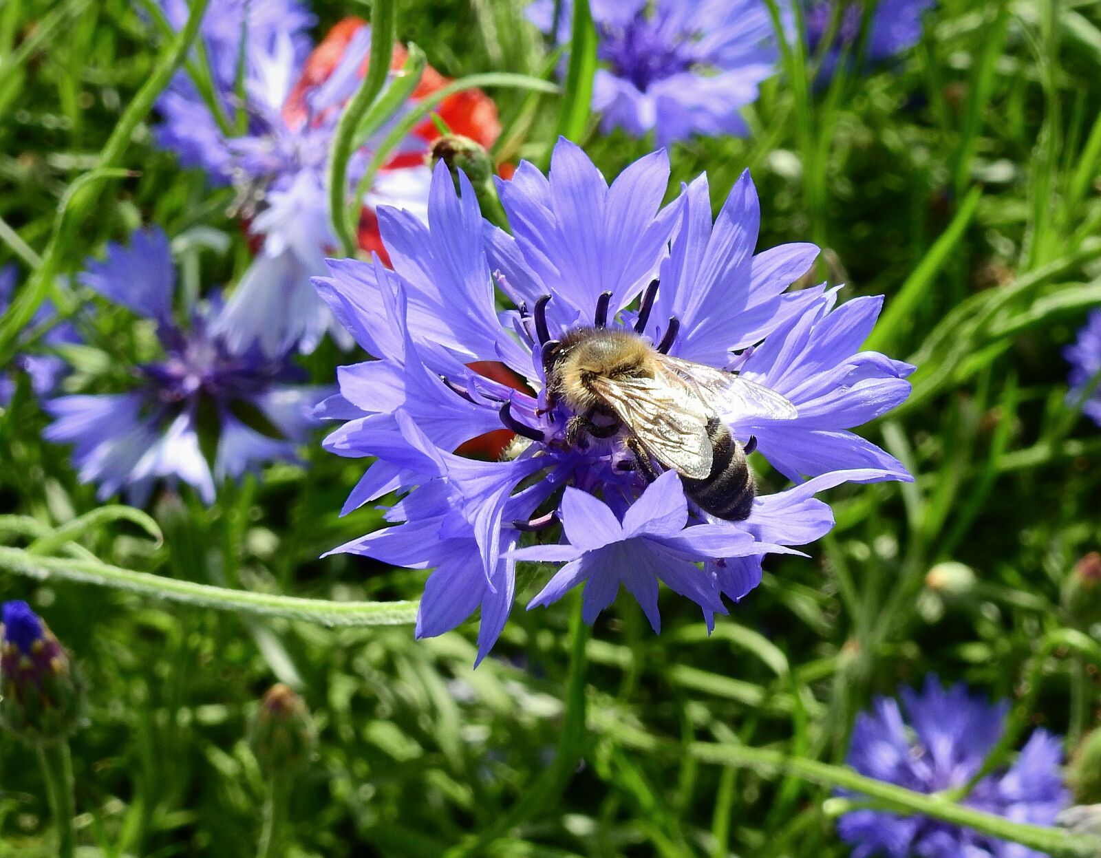 Nikon Coolpix P900 sample photo. Field, cornflowers, bee photography
