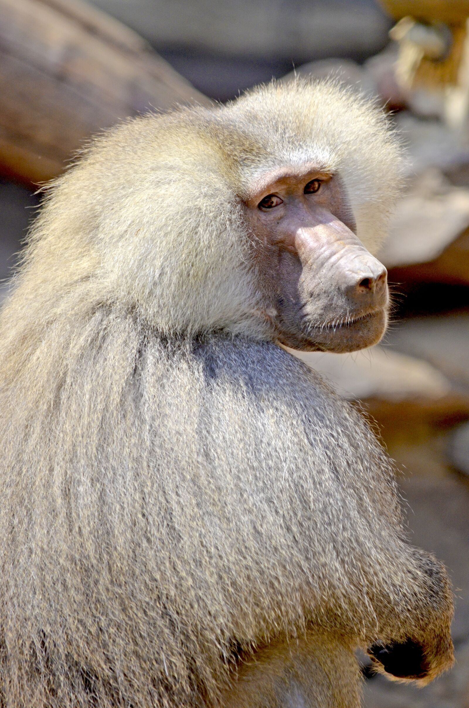 Nikon D5100 sample photo. Baboon, monkey, sit photography