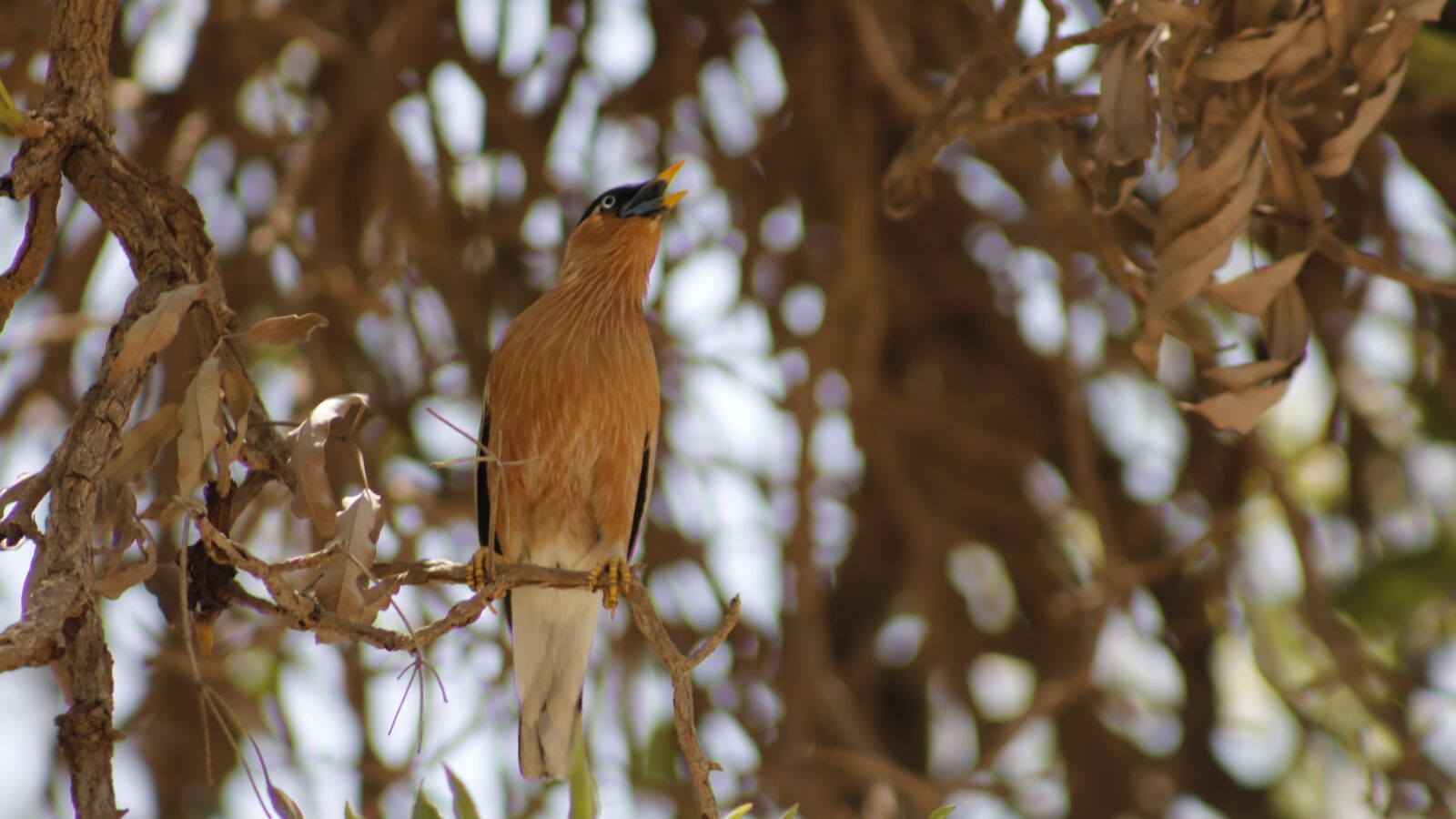 Canon EOS 750D (EOS Rebel T6i / EOS Kiss X8i) sample photo. Bird, nature, water photography