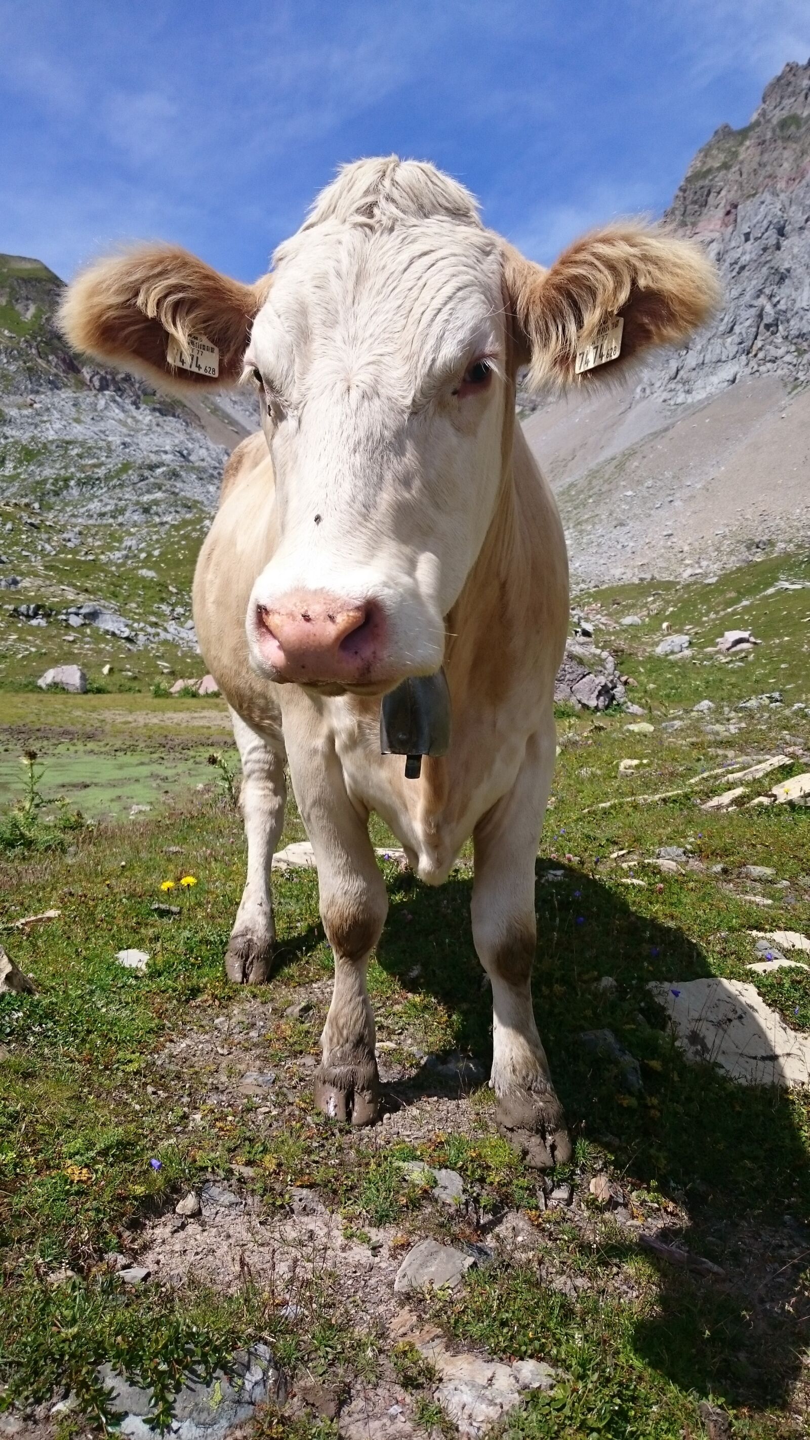 Sony Xperia Z3 sample photo. Cow, view, nature photography