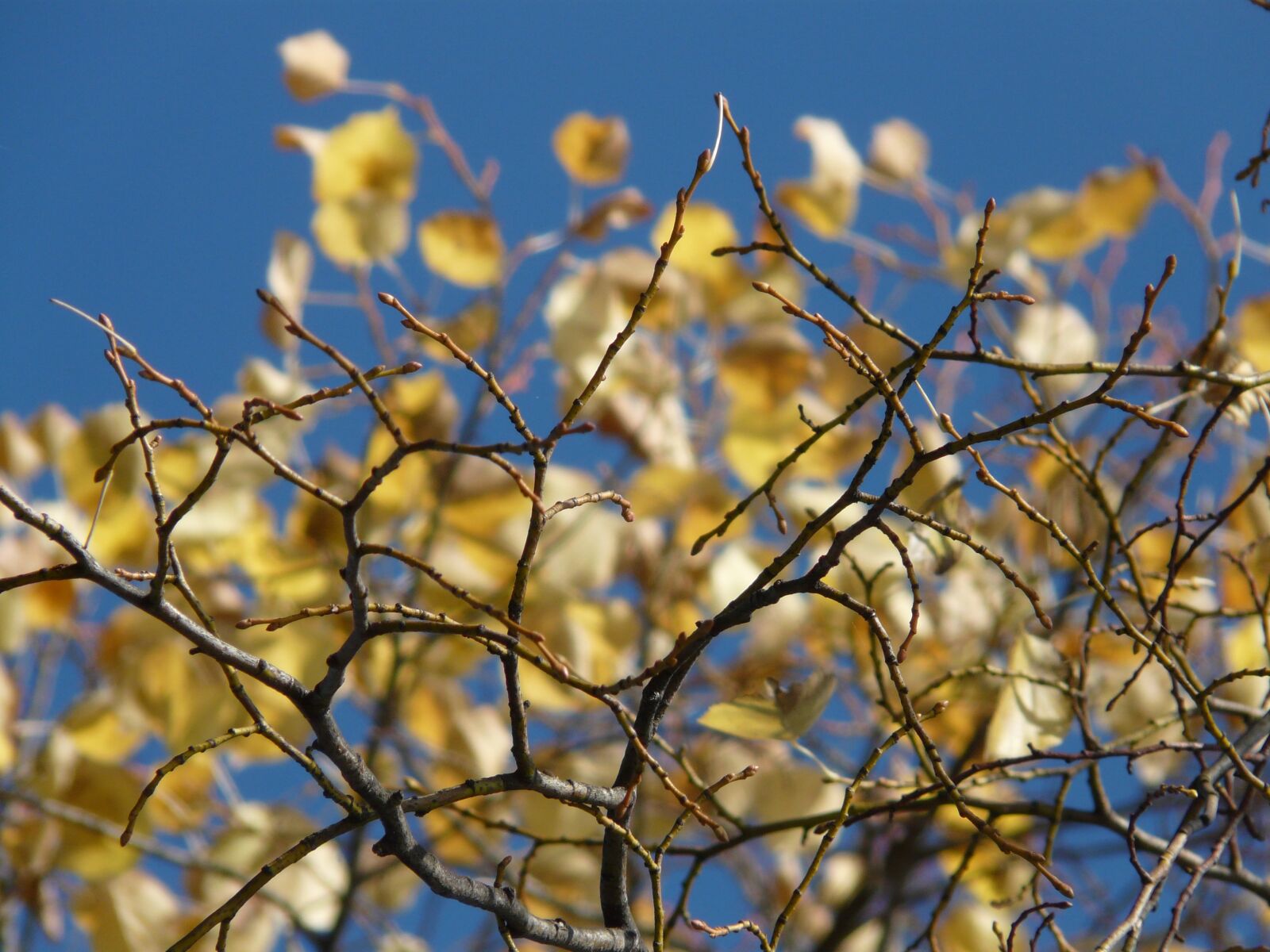 Panasonic DMC-FZ18 sample photo. Leaves, aesthetic, autumn photography