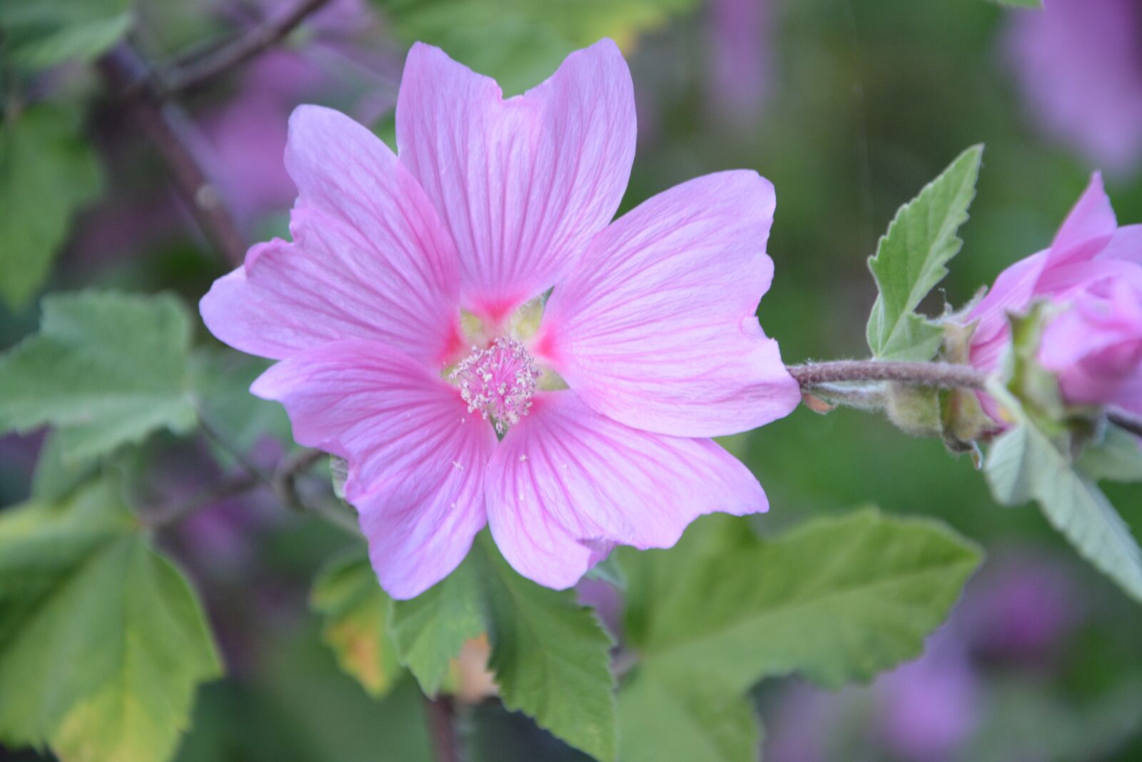 Nikon D5200 sample photo. Hibiscus, pink flowers, green photography
