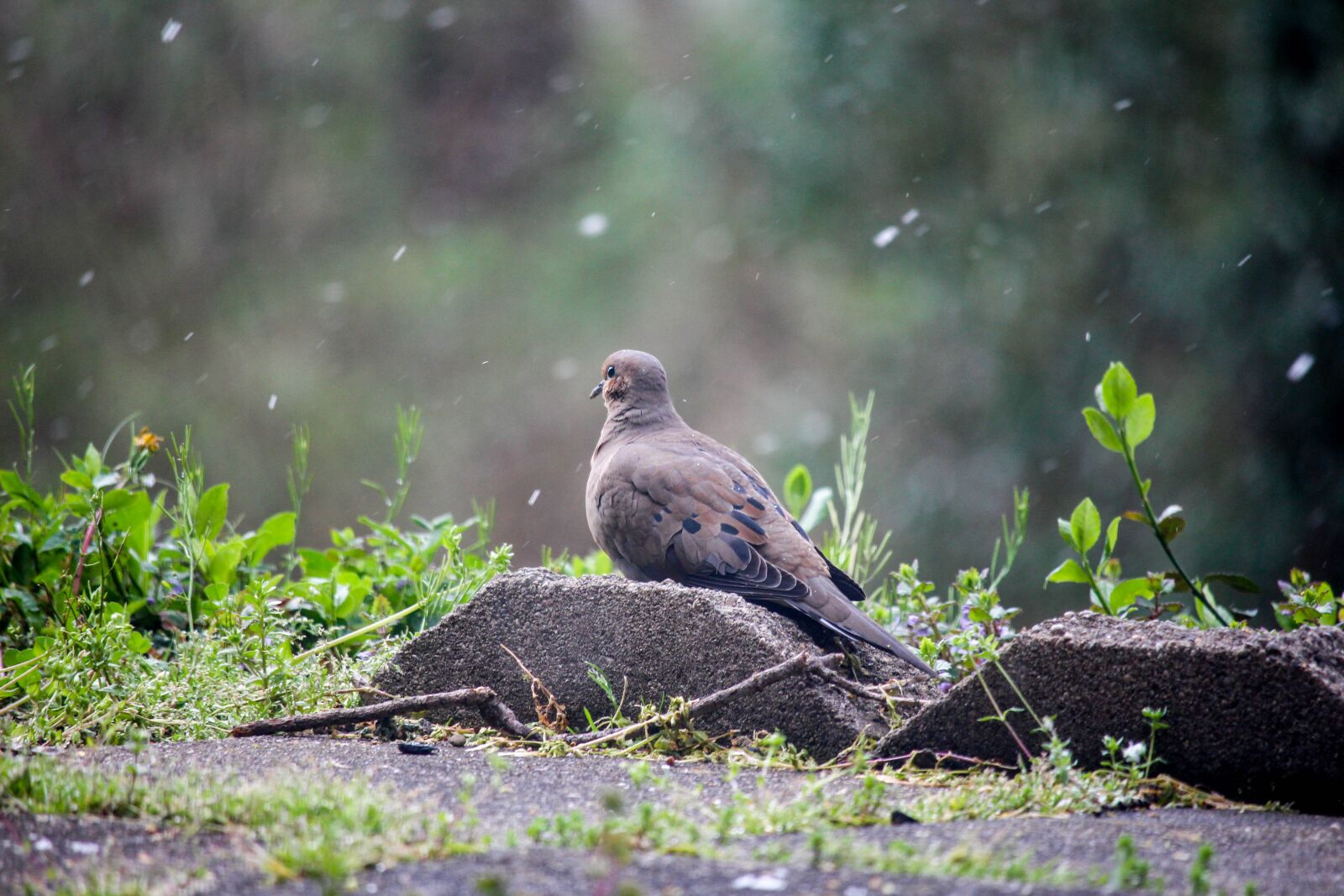 Canon EOS 700D (EOS Rebel T5i / EOS Kiss X7i) sample photo. Nature, wildlife, outdoors photography