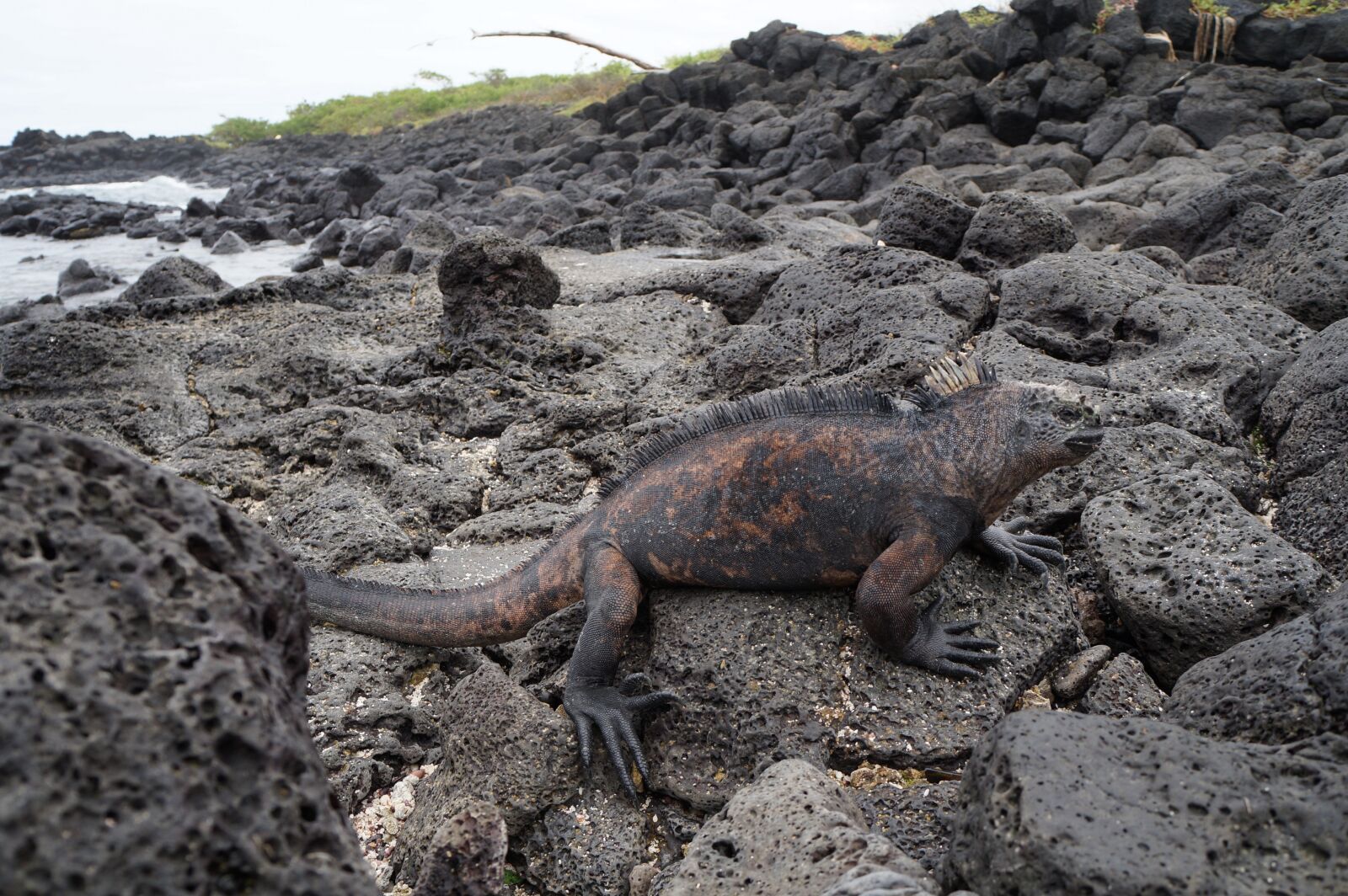 Sony Alpha a3000 + Sony E 18-55mm F3.5-5.6 OSS sample photo. Iguana, galapagos, ecuador photography