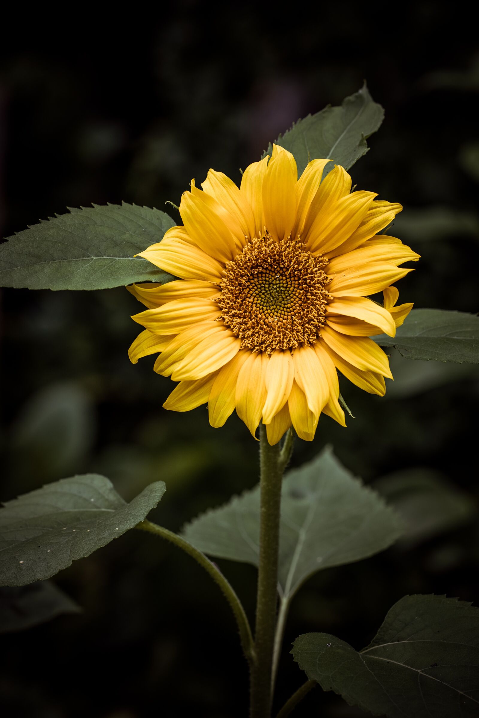 Nikon D750 sample photo. Sunflower, flower, yellow photography