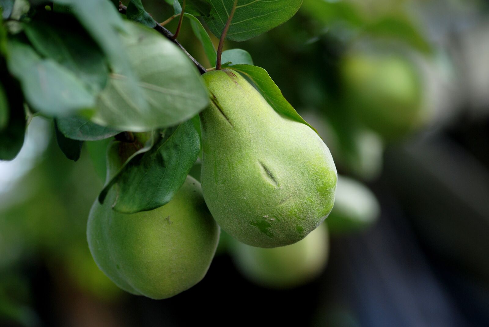 Nikon D80 sample photo. Fruit, eating, leaf photography