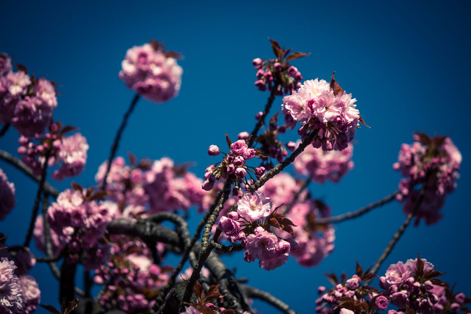 Canon EF-S 55-250mm F4-5.6 IS II sample photo. Japanese cherry, prunus serrulata photography