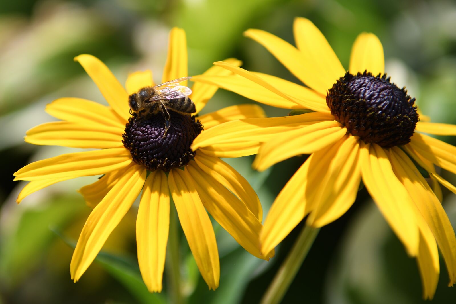 Nikon D500 sample photo. Blooms, yellow, flower photography