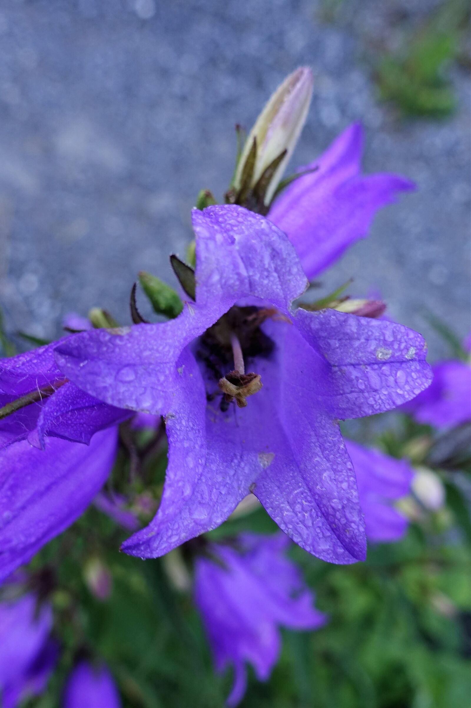 Sony Cyber-shot DSC-RX100 IV sample photo. Flower, nature, spring photography