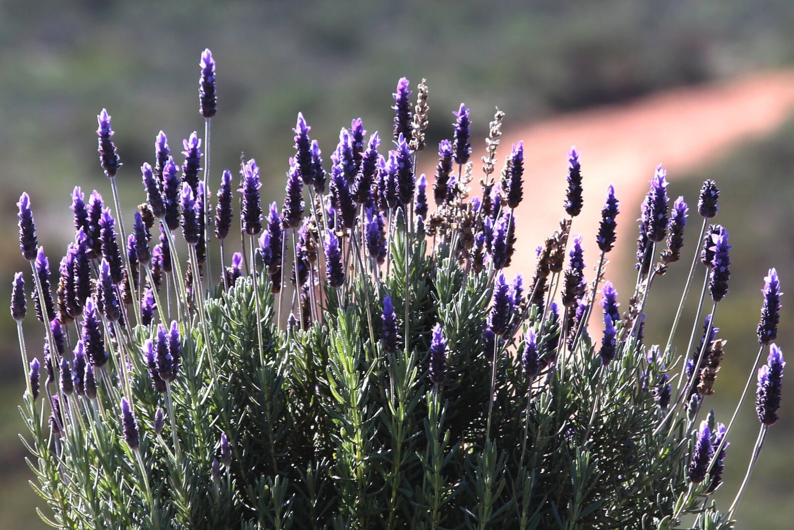 Canon EOS 650D (EOS Rebel T4i / EOS Kiss X6i) + Canon EF-S 55-250mm F4-5.6 IS II sample photo. Lavender, bush, nature photography