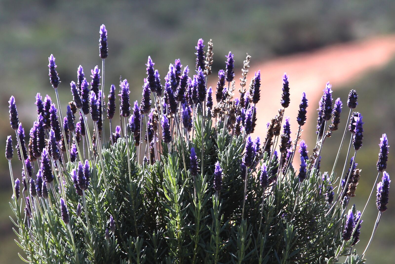 Canon EOS 650D (EOS Rebel T4i / EOS Kiss X6i) sample photo. Lavender, bush, nature photography