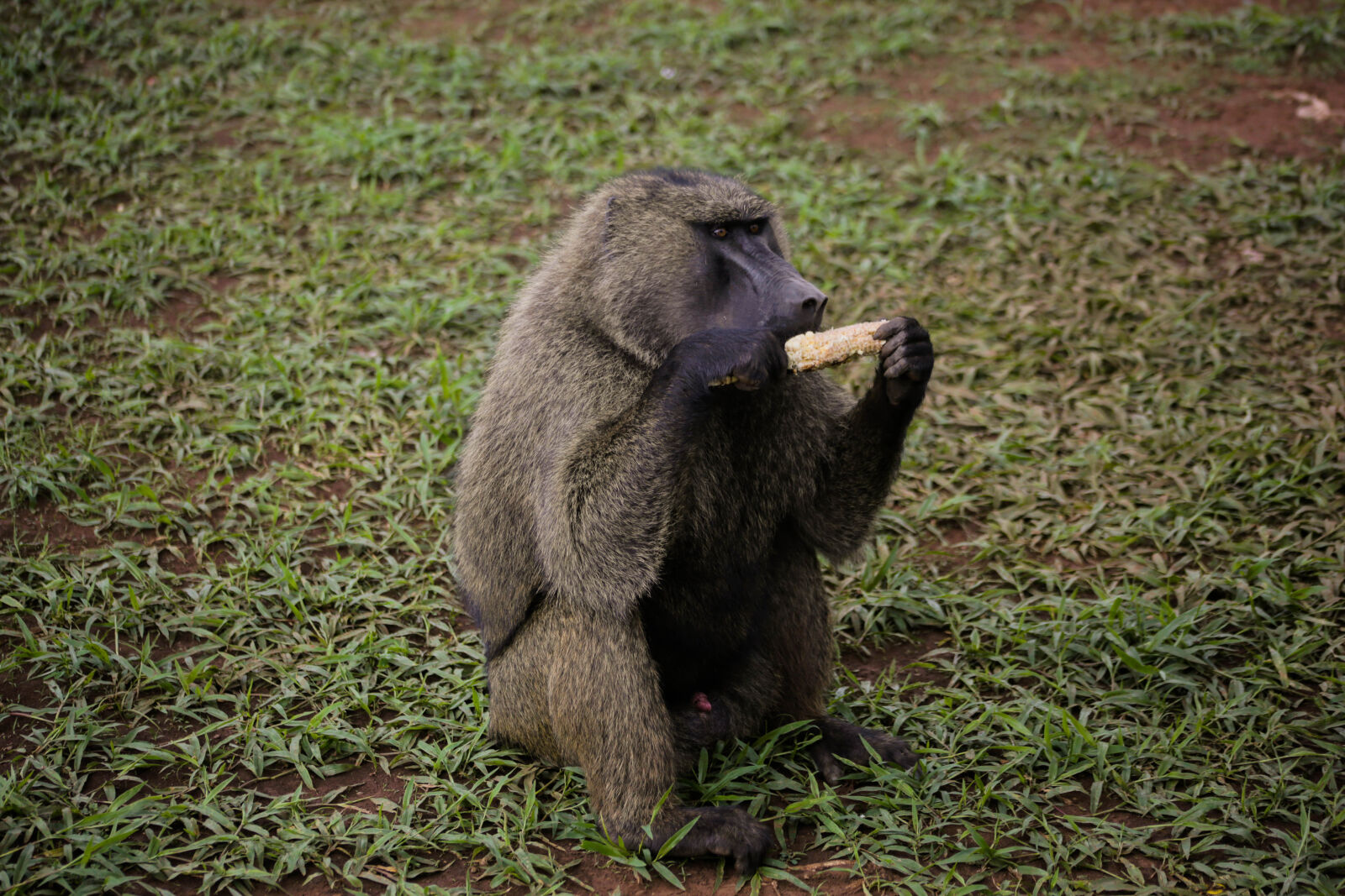 Canon EF 75-300mm f/4-5.6 sample photo. Animal, park, baboon, eating photography