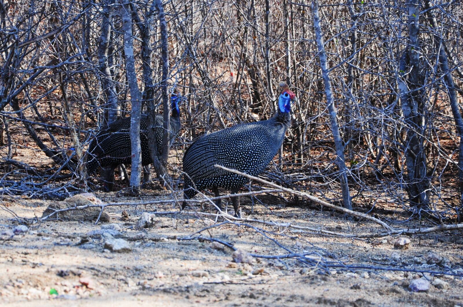 Nikon D90 sample photo. D angola, kruger, africa photography