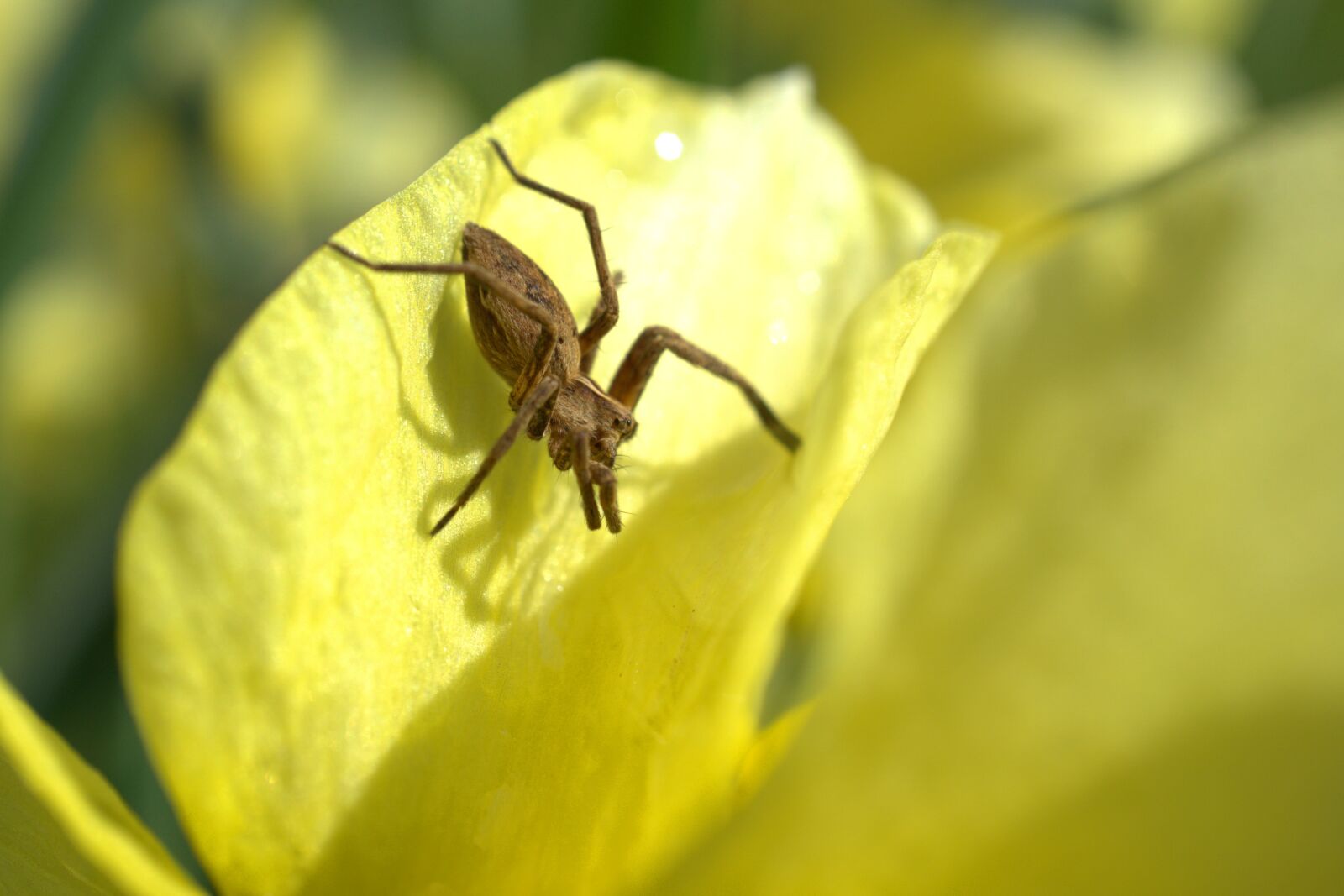 Sony E 30mm F3.5 Macro sample photo. Spider, flower, blossom photography