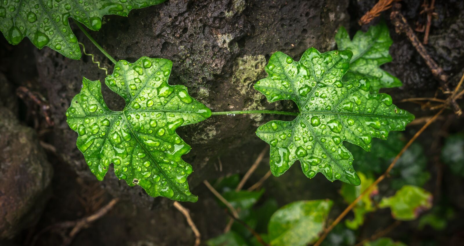 Sony Alpha NEX-5N sample photo. Ivy, leaf, nature photography
