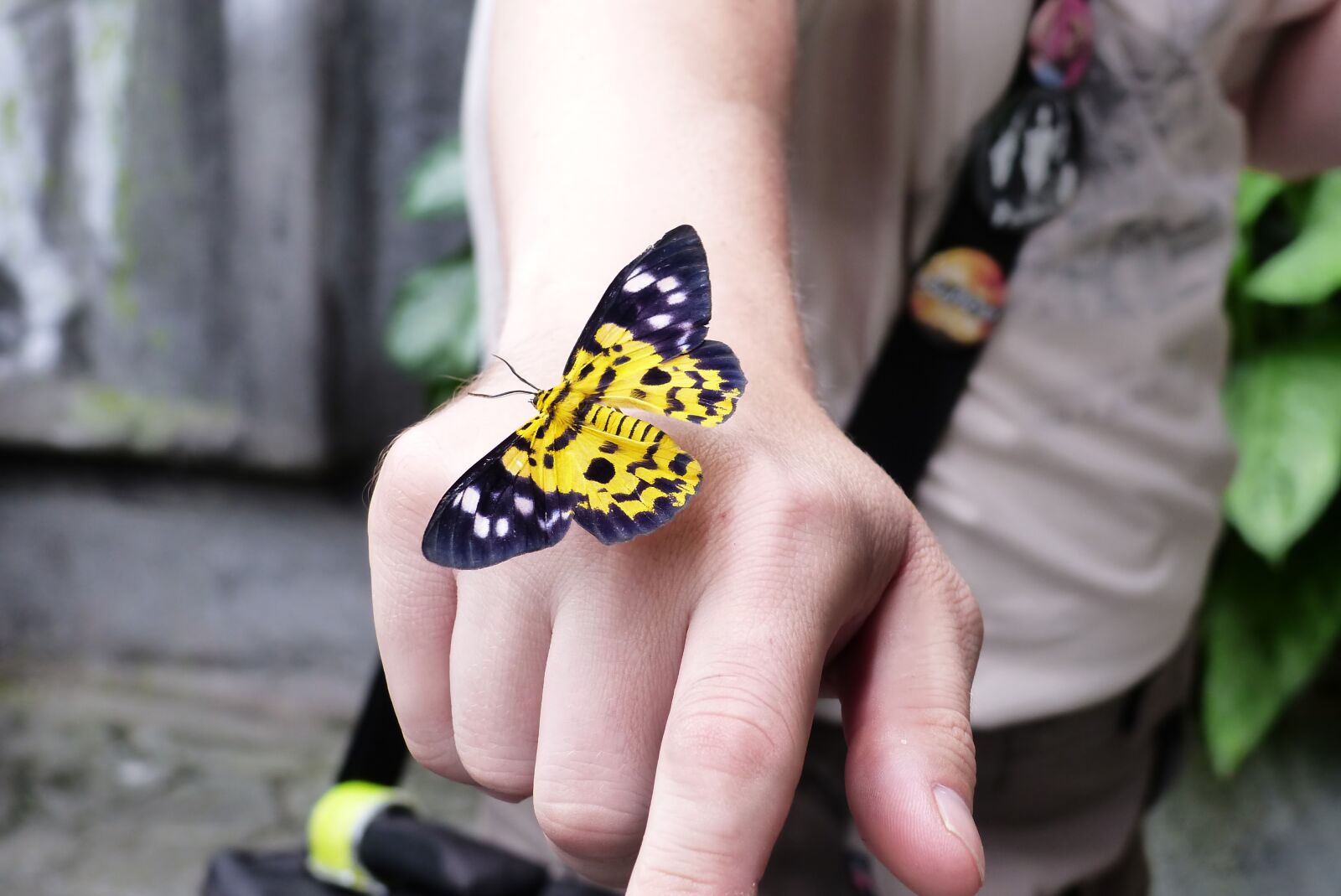 Panasonic Lumix DMC-FZ200 sample photo. Butterfly, hand, fauna photography