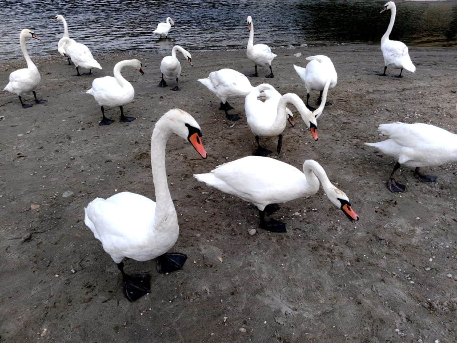 Lenovo S60-A sample photo. White swan, nature, feather photography