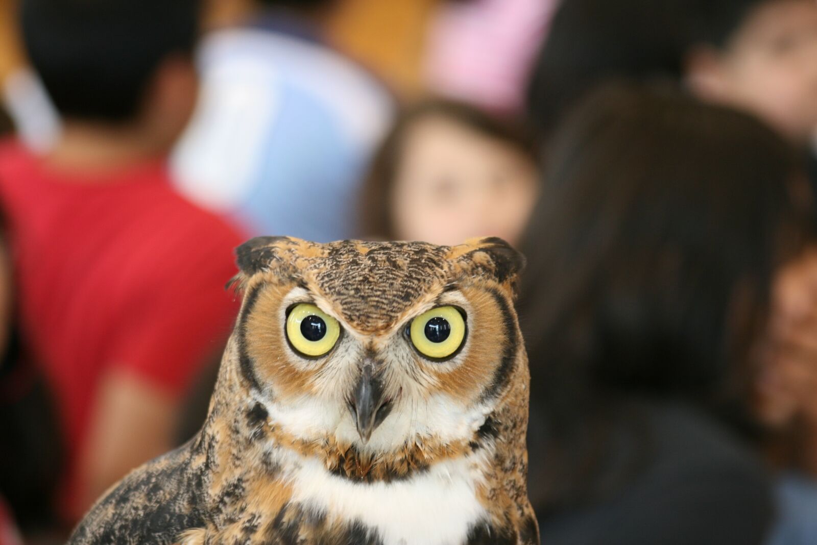 Canon EOS 400D (EOS Digital Rebel XTi / EOS Kiss Digital X) sample photo. Owl, bird, wildlife photography