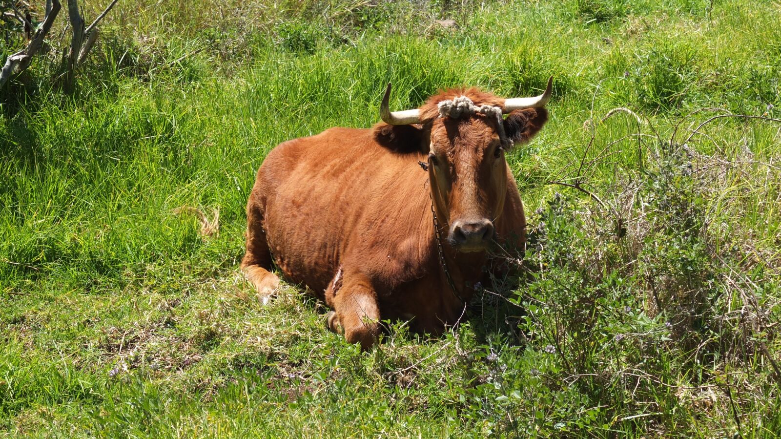 Fujifilm X10 sample photo. Cow, green, grass photography