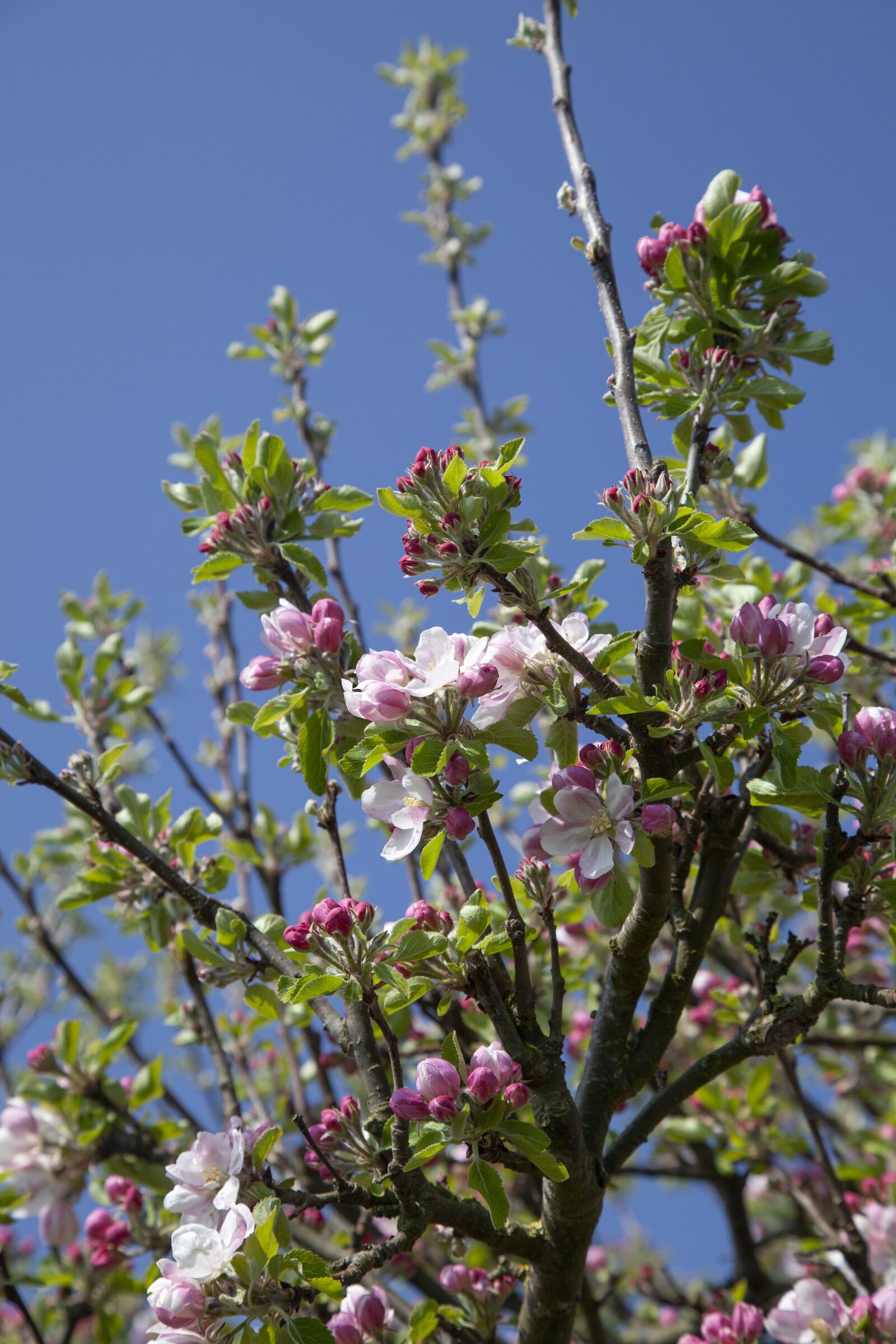 Canon EOS 5D Mark II sample photo. Apple tree, tree, branch photography