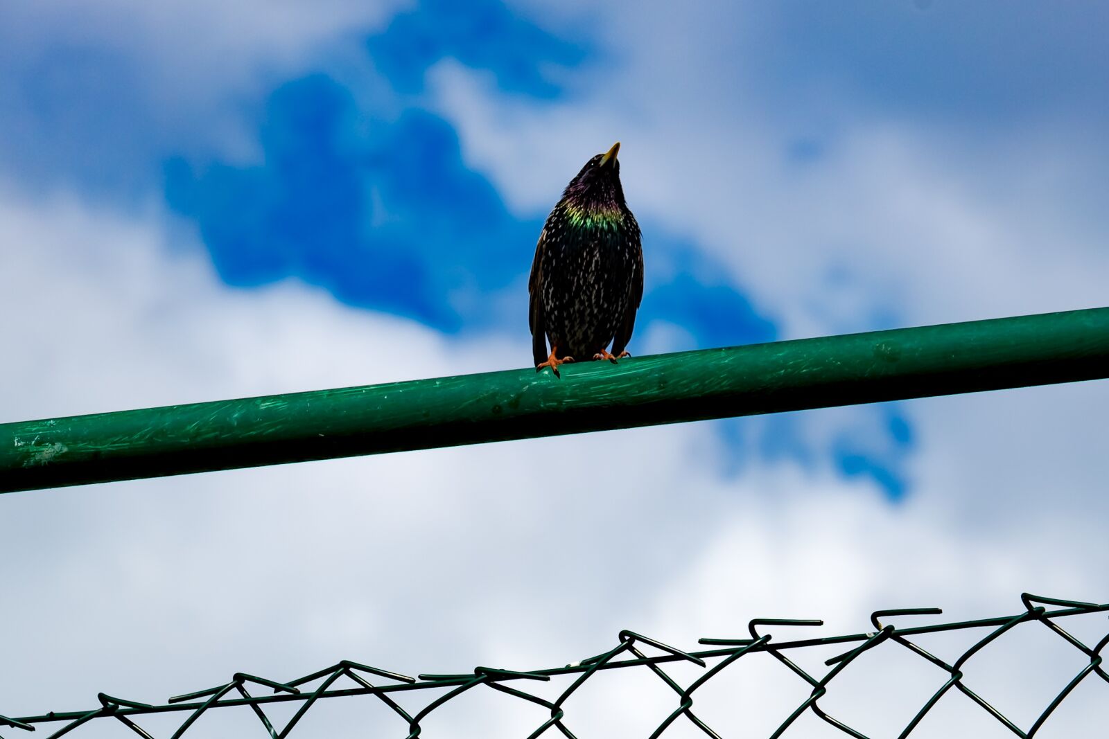 Fujifilm XF 55-200mm F3.5-4.8 R LM OIS sample photo. Starling, bird, sitting photography