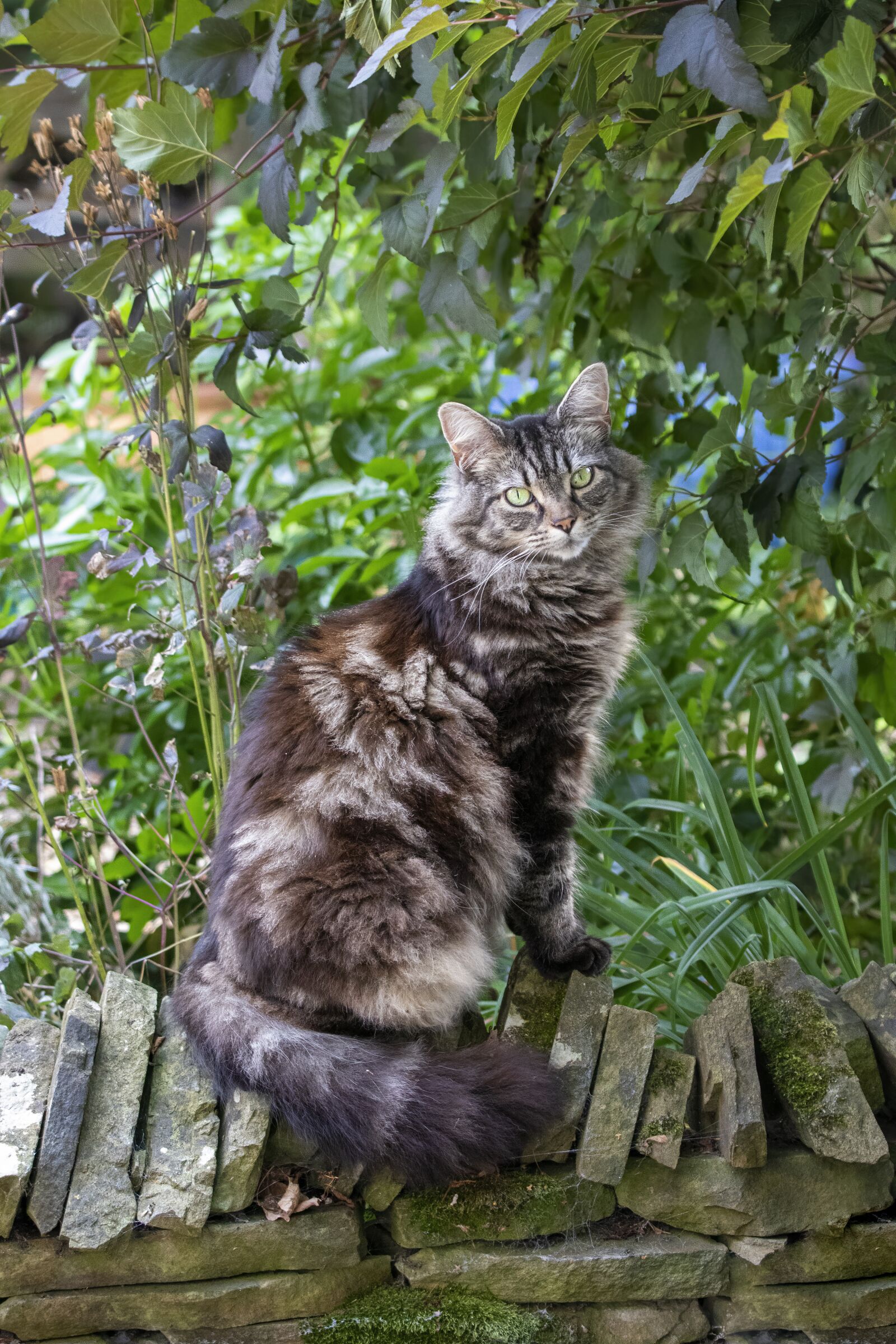 Sigma 100-400mm F5-6.3 DG OS HSM sample photo. Cat, pet, maine-coon photography