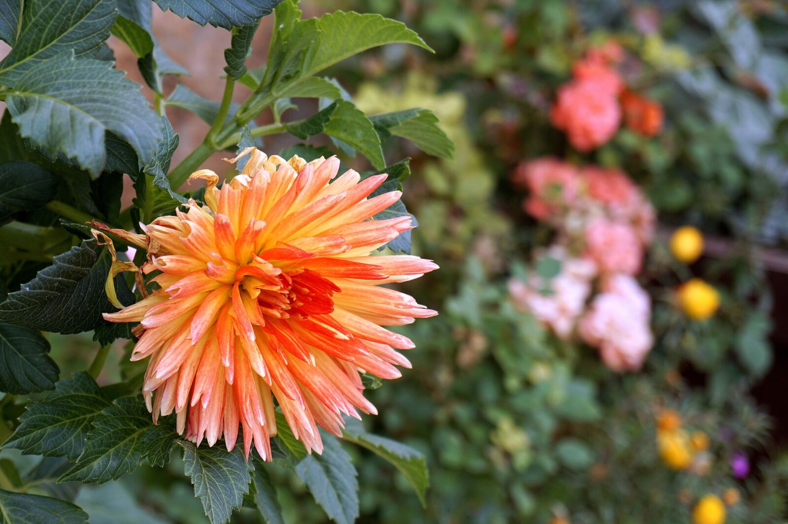 Sony a6000 sample photo. Flower, petal, pistil photography