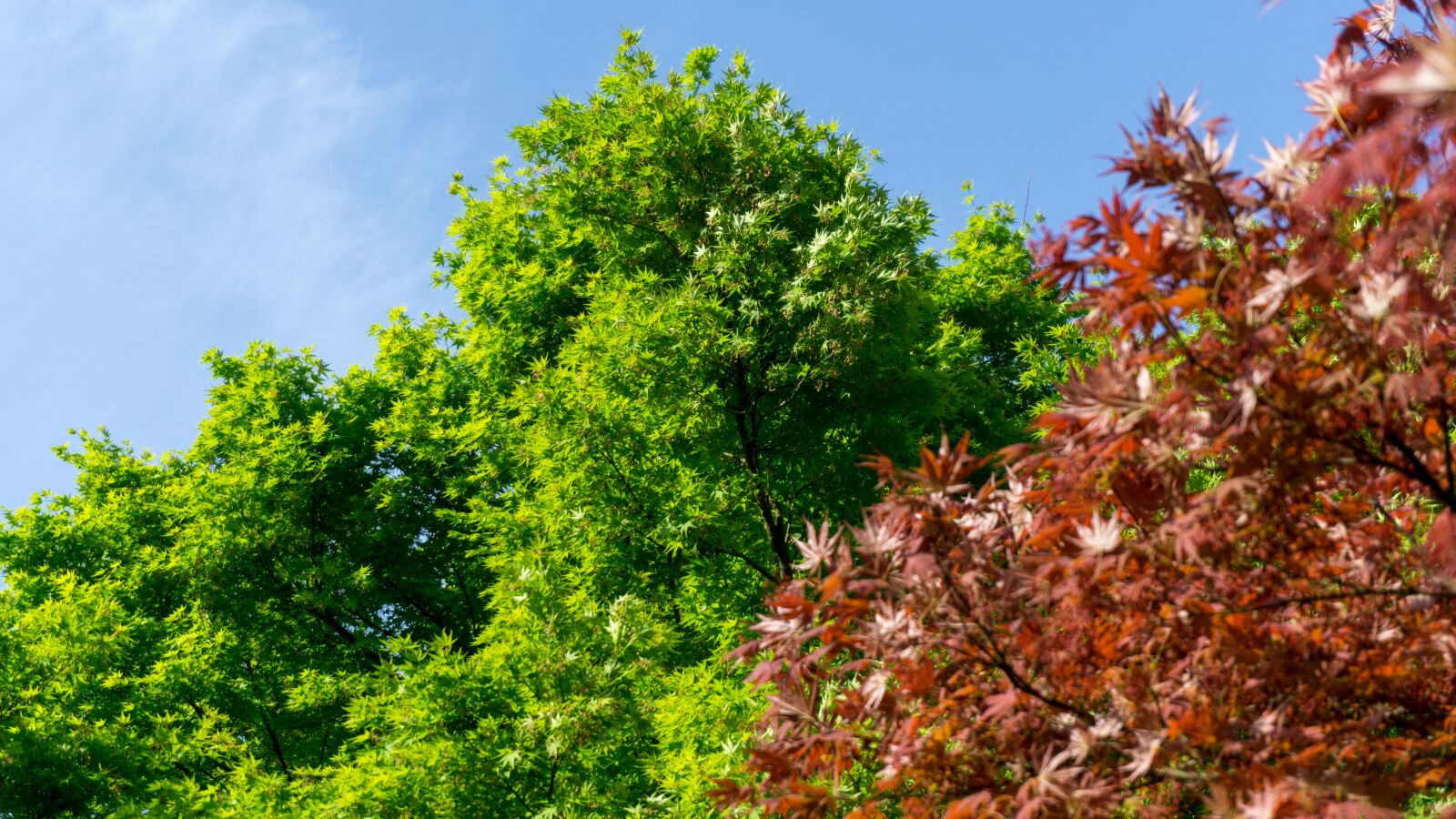 Sony a5100 sample photo. Green, nature, tree photography