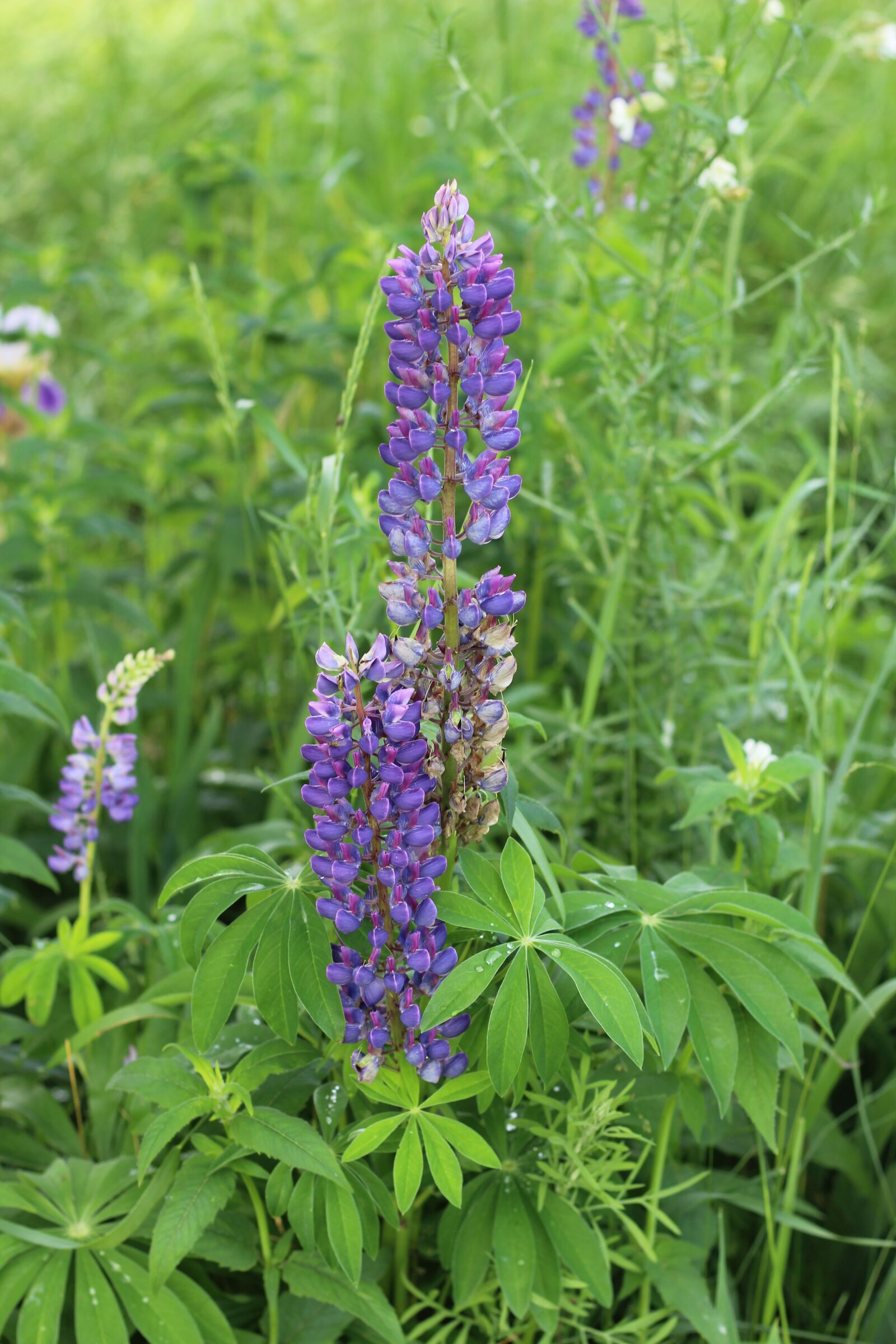 Canon EOS 1200D (EOS Rebel T5 / EOS Kiss X70 / EOS Hi) sample photo. Lupine, purple, flower photography