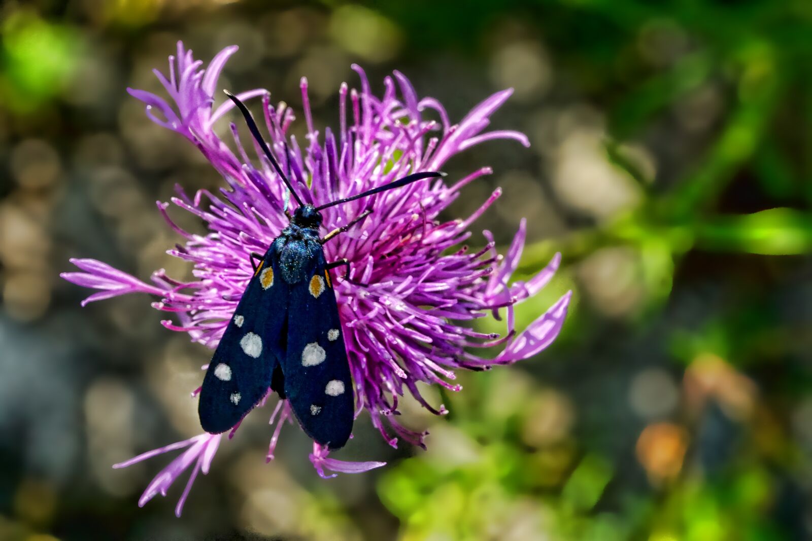 Sony a6000 + Sony FE 90mm F2.8 Macro G OSS sample photo. Nature, insect, butterfly photography