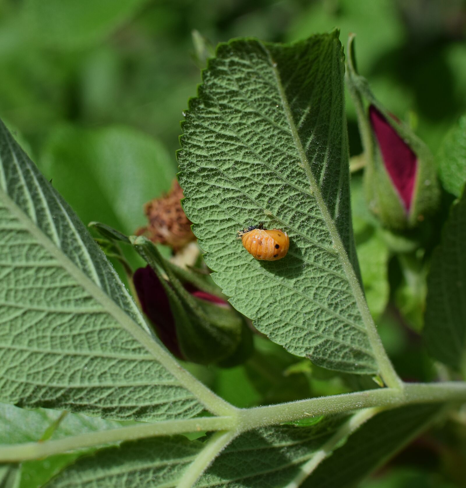 Nikon D3300 sample photo. Ladybug pupa, leaf underside photography