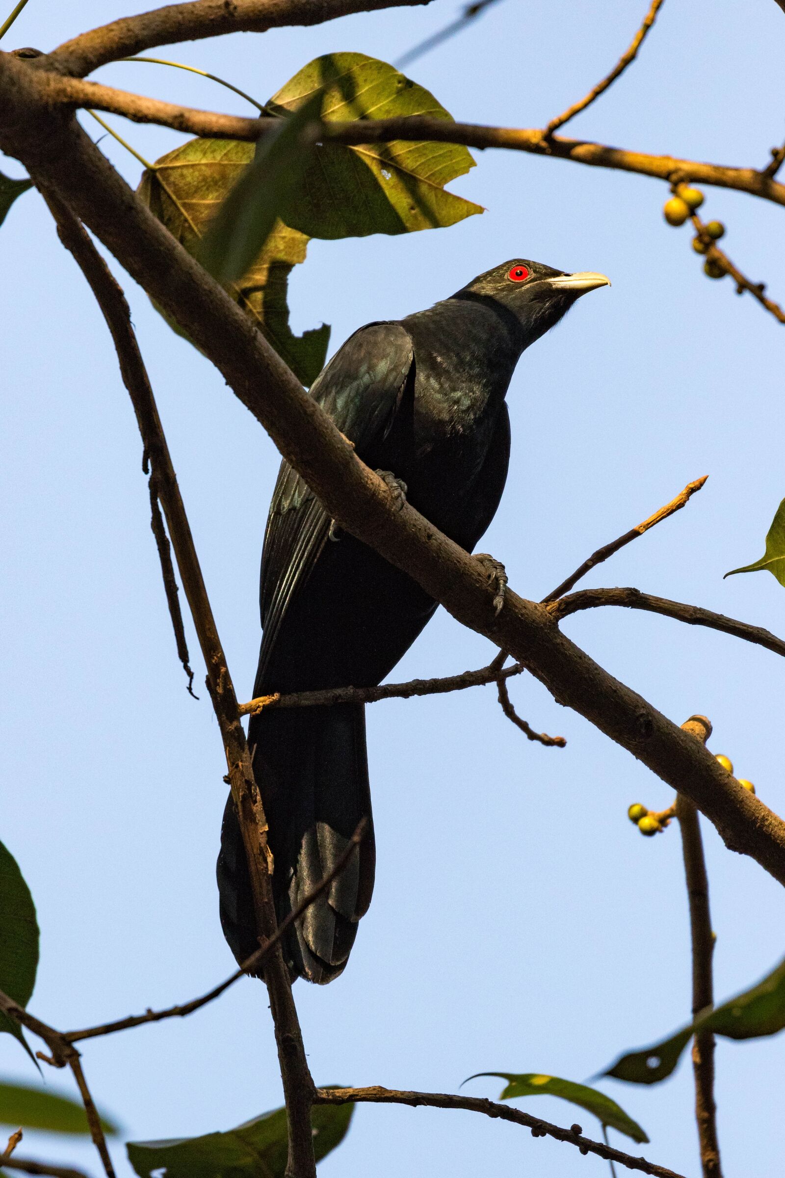 Canon EOS 7D Mark II sample photo. Bird, wildlife, nature photography