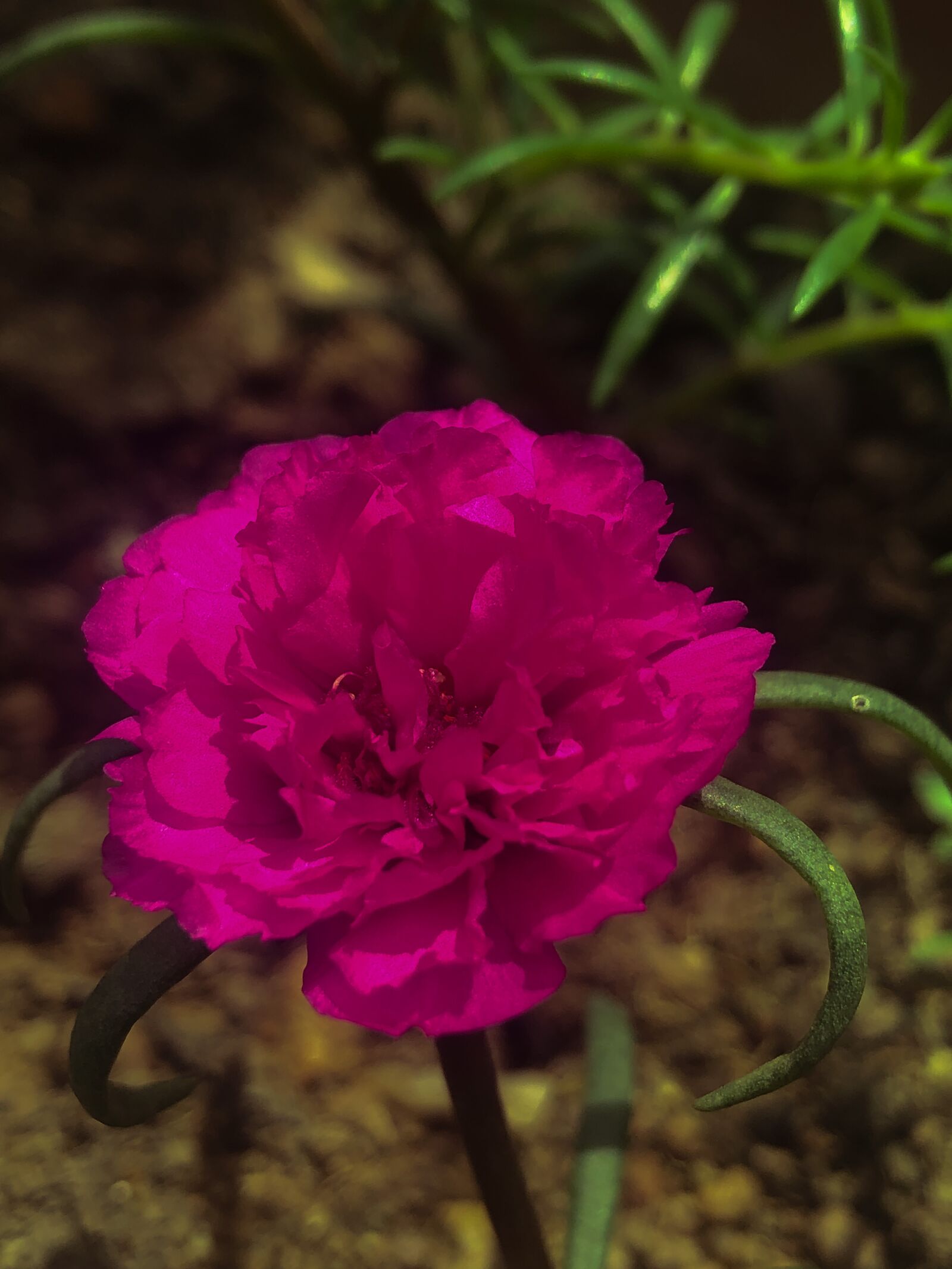 iPhone 8 Plus back dual camera 3.99mm f/1.8 sample photo. Flowers, nature, garden photography