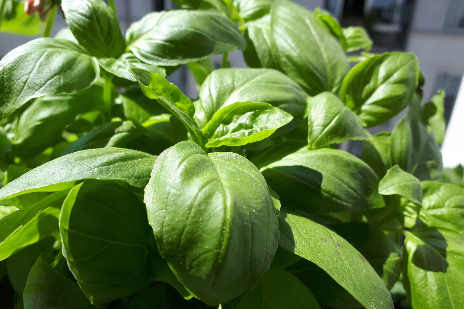 Samsung Galaxy A5(2017) sample photo. Basil, basil pesto, garlic photography