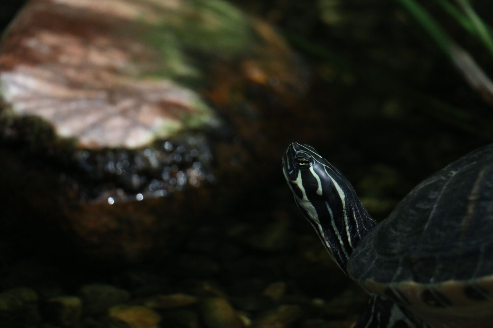 Canon EOS 70D sample photo. Eared, turtle, reptile photography