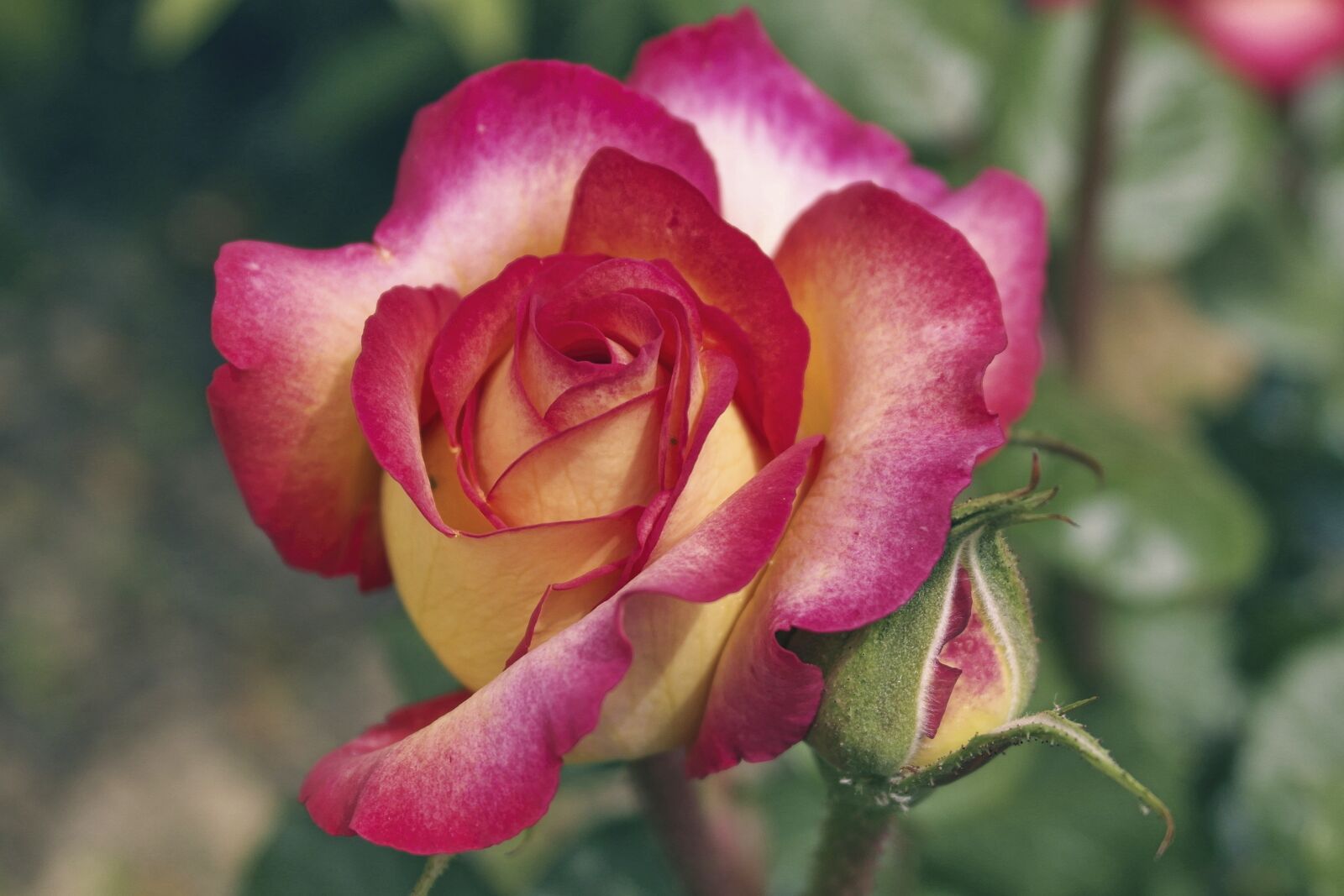 Samsung NX1000 sample photo. Rose, garden, flower photography