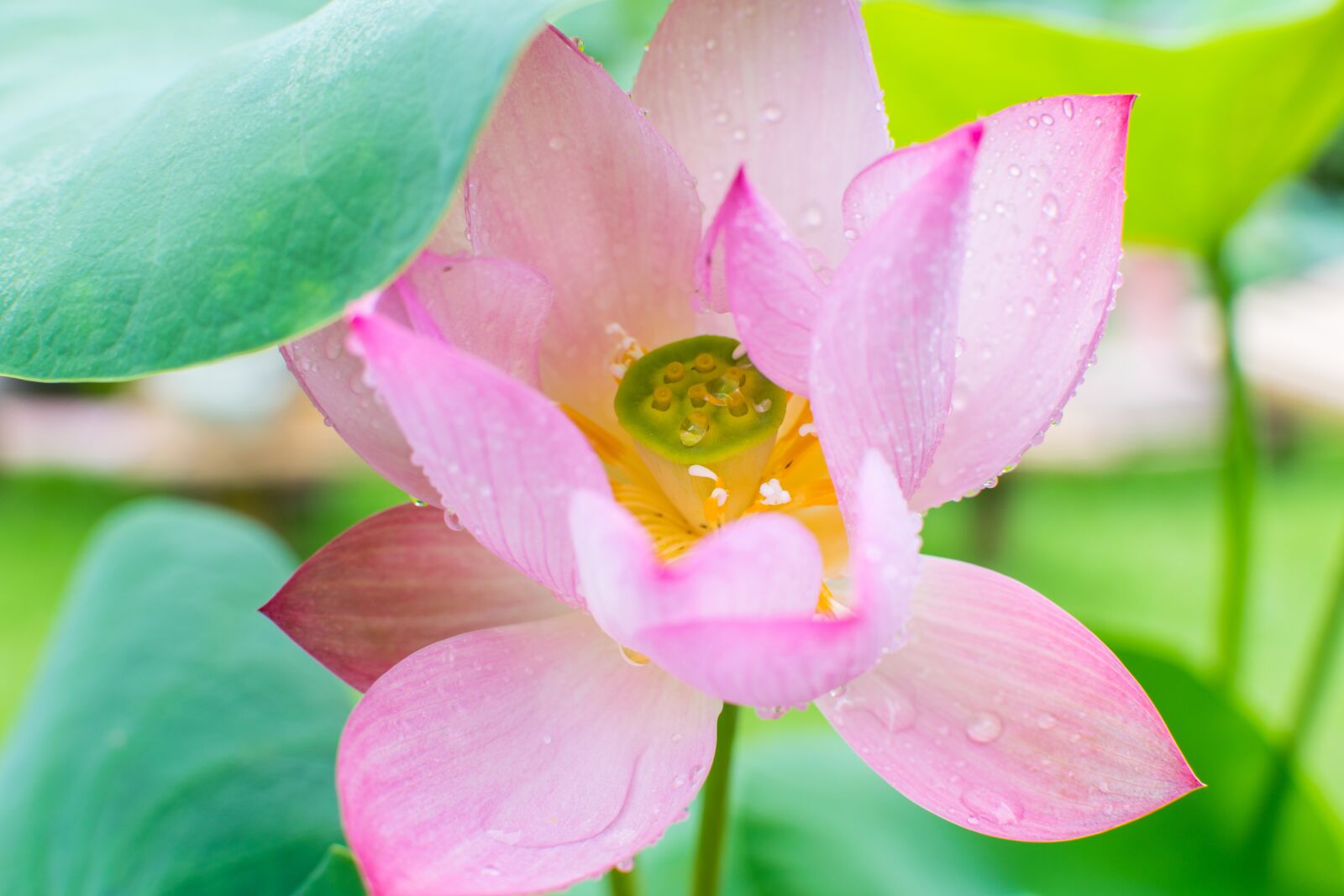 Nikon D5300 sample photo. Flower, nature, lotus photography