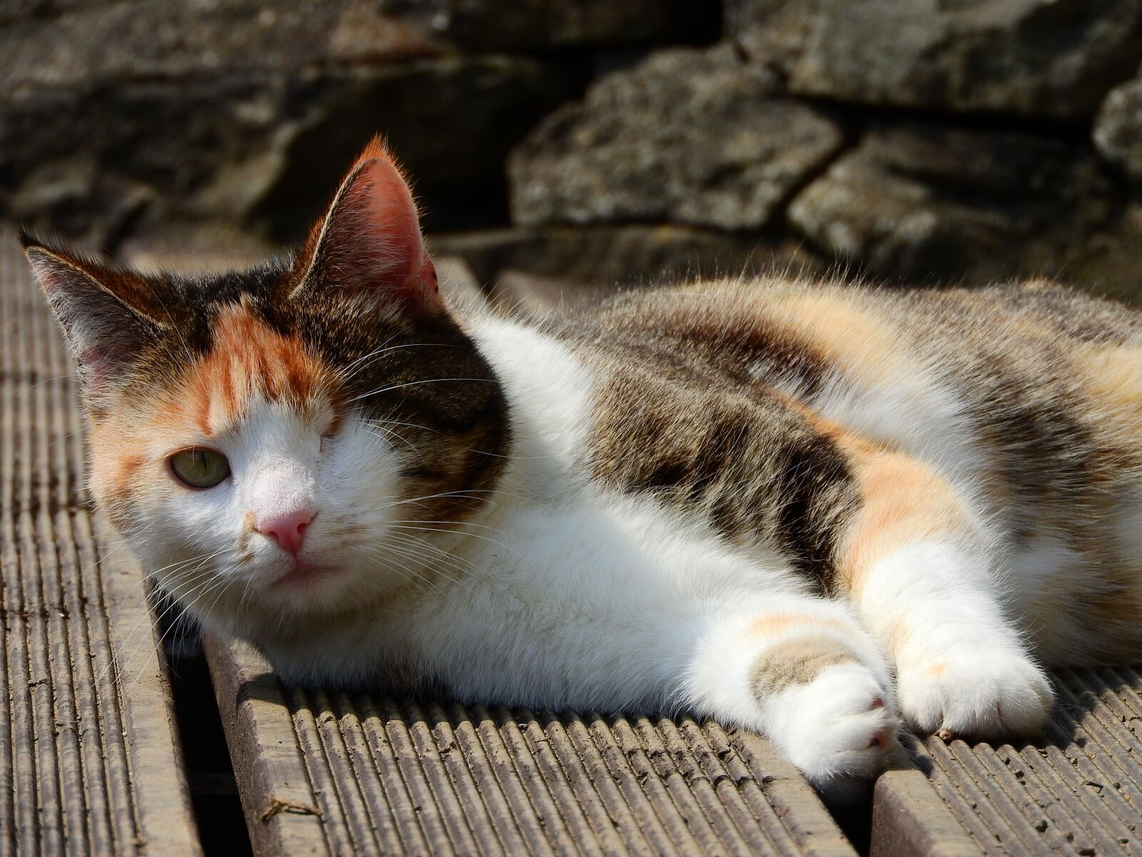 Nikon Coolpix P610 sample photo. Cat, disabled, one-eyed photography