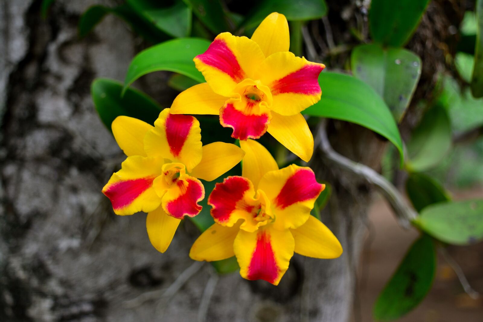 Nikon D5200 sample photo. Orchids, yellow flowers, flowers photography