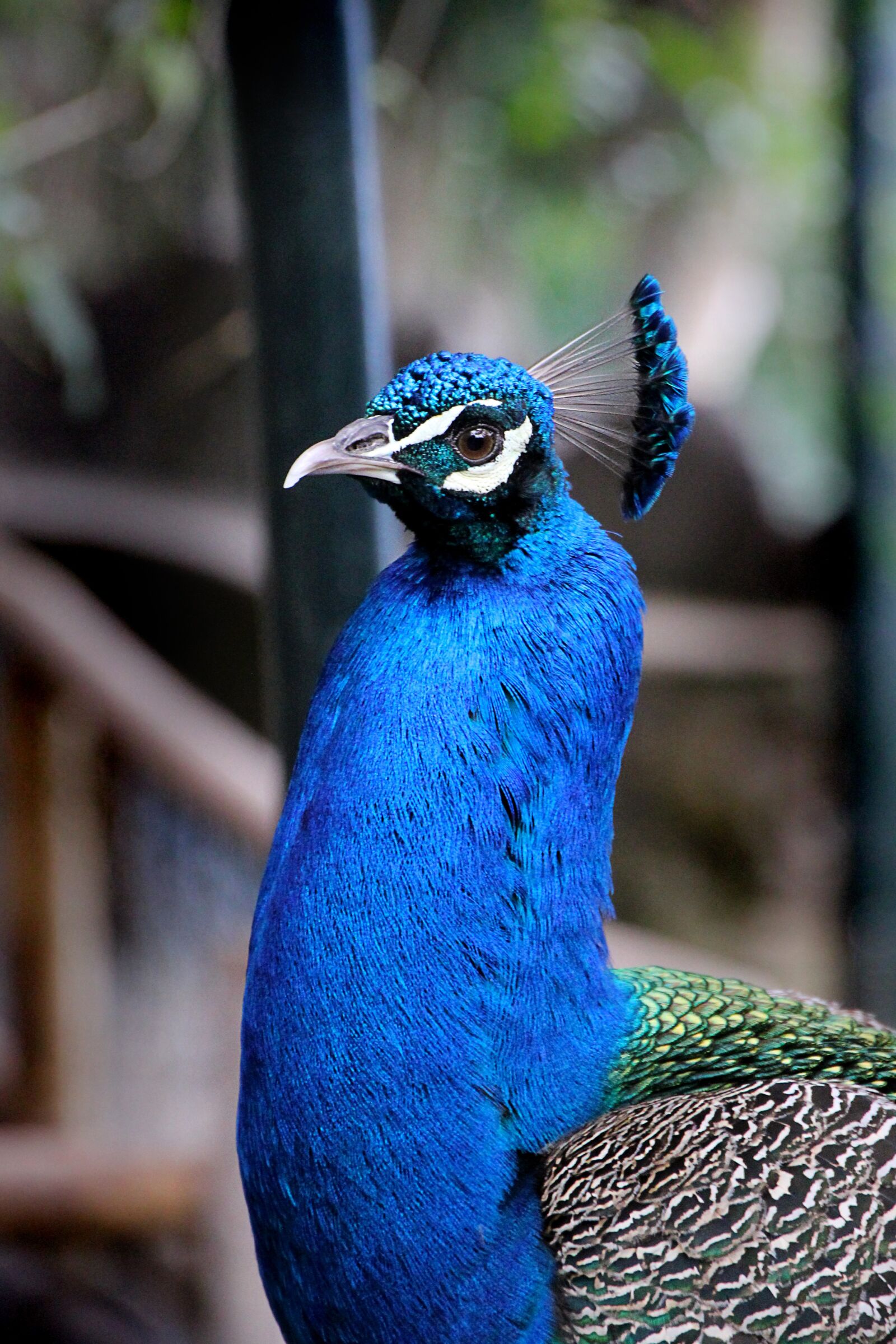 Canon EOS 550D (EOS Rebel T2i / EOS Kiss X4) sample photo. Peacock, bird, blue photography