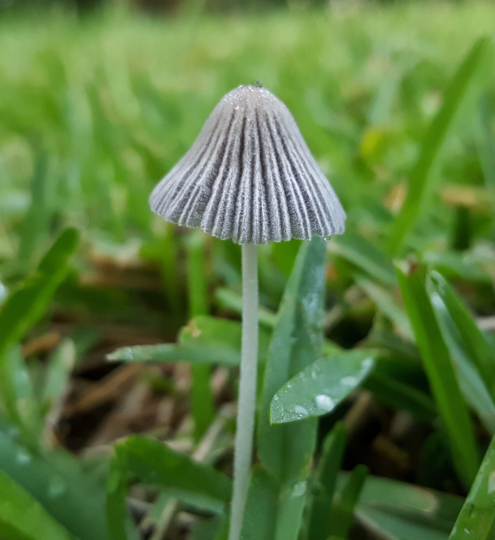 Samsung Galaxy Note5 sample photo. Toadstool, fungi, fungus photography