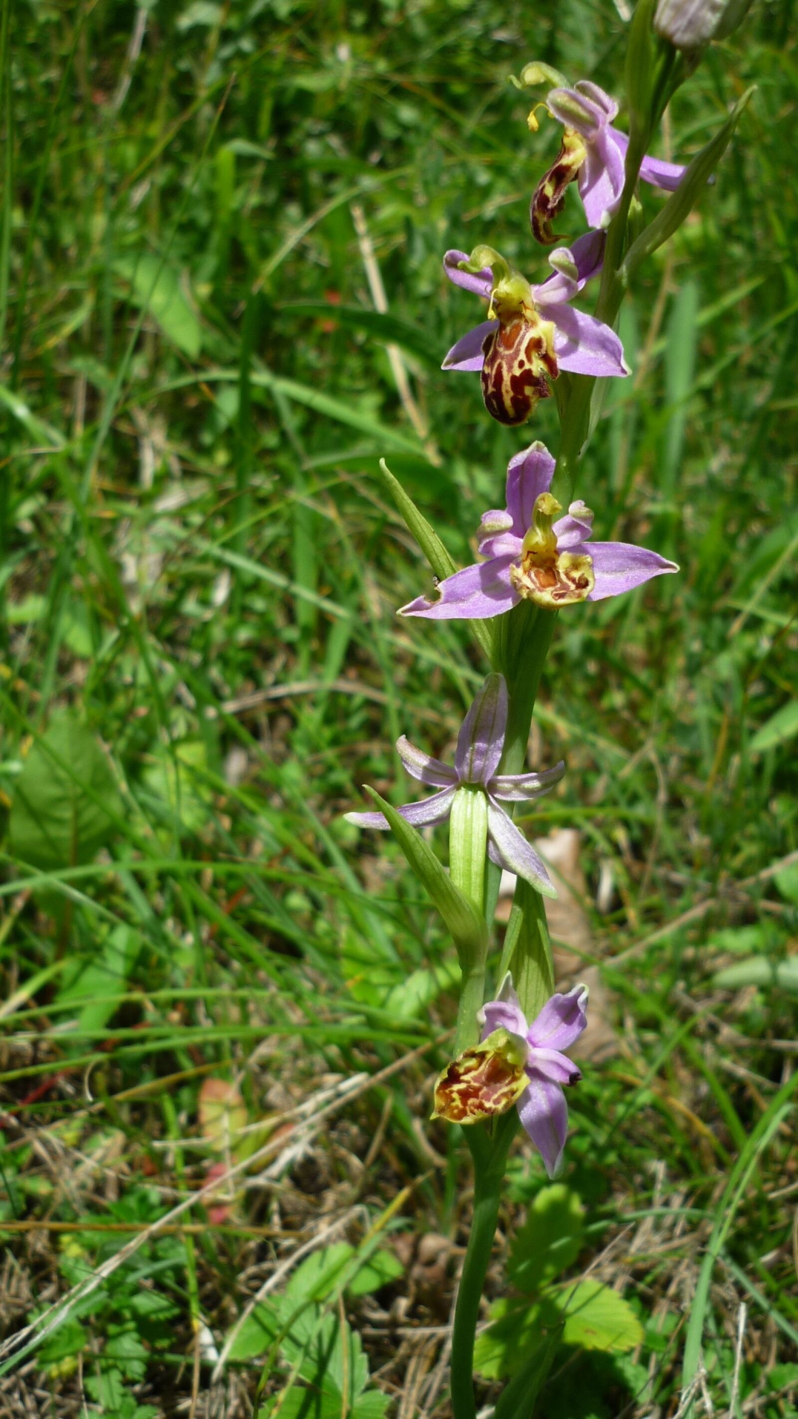 Panasonic Lumix DMC-FS6 sample photo. Bee orchid, variety friburgensis photography