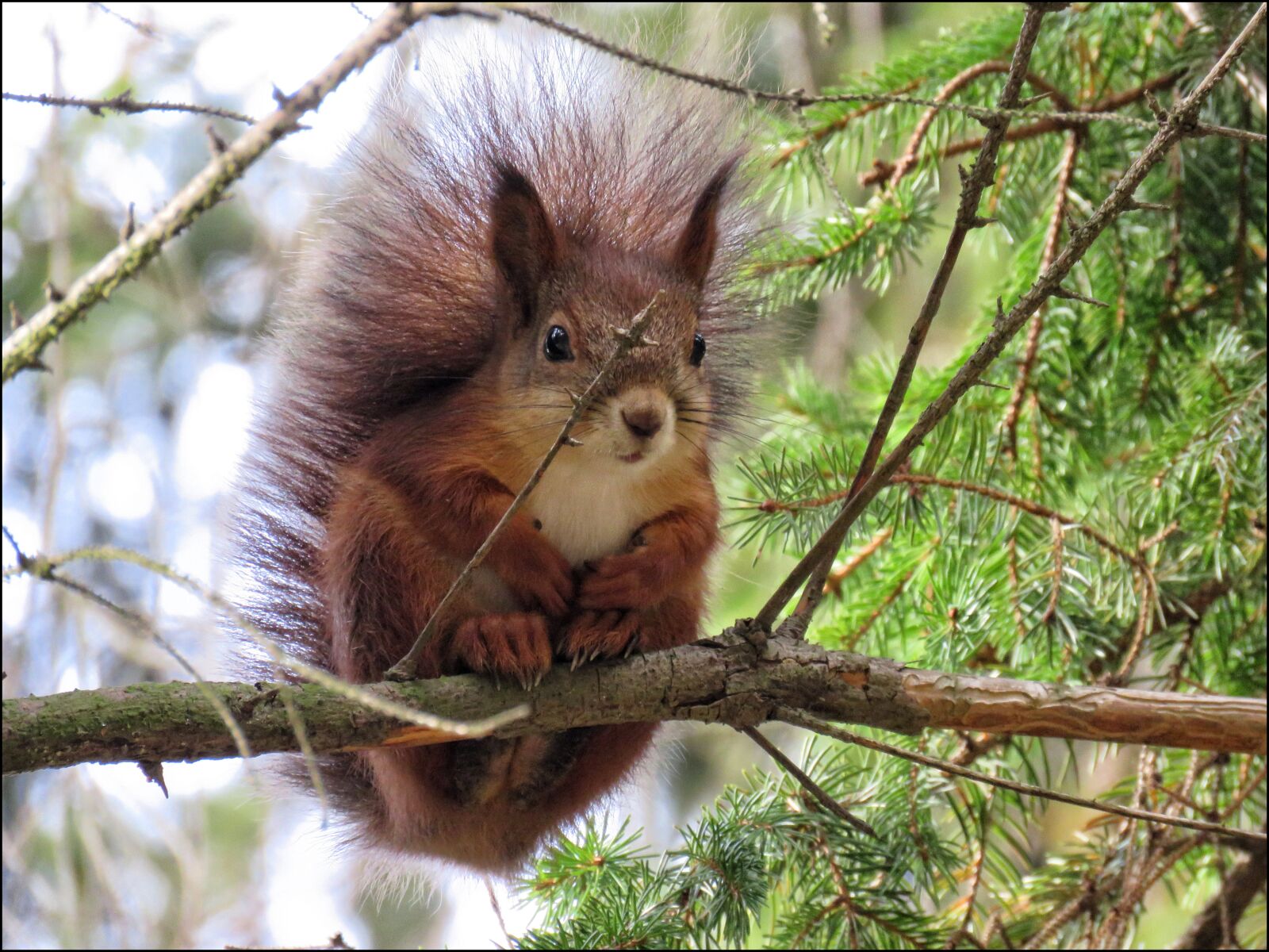 Canon PowerShot SX60 HS sample photo. Squirrel, animal, fur photography