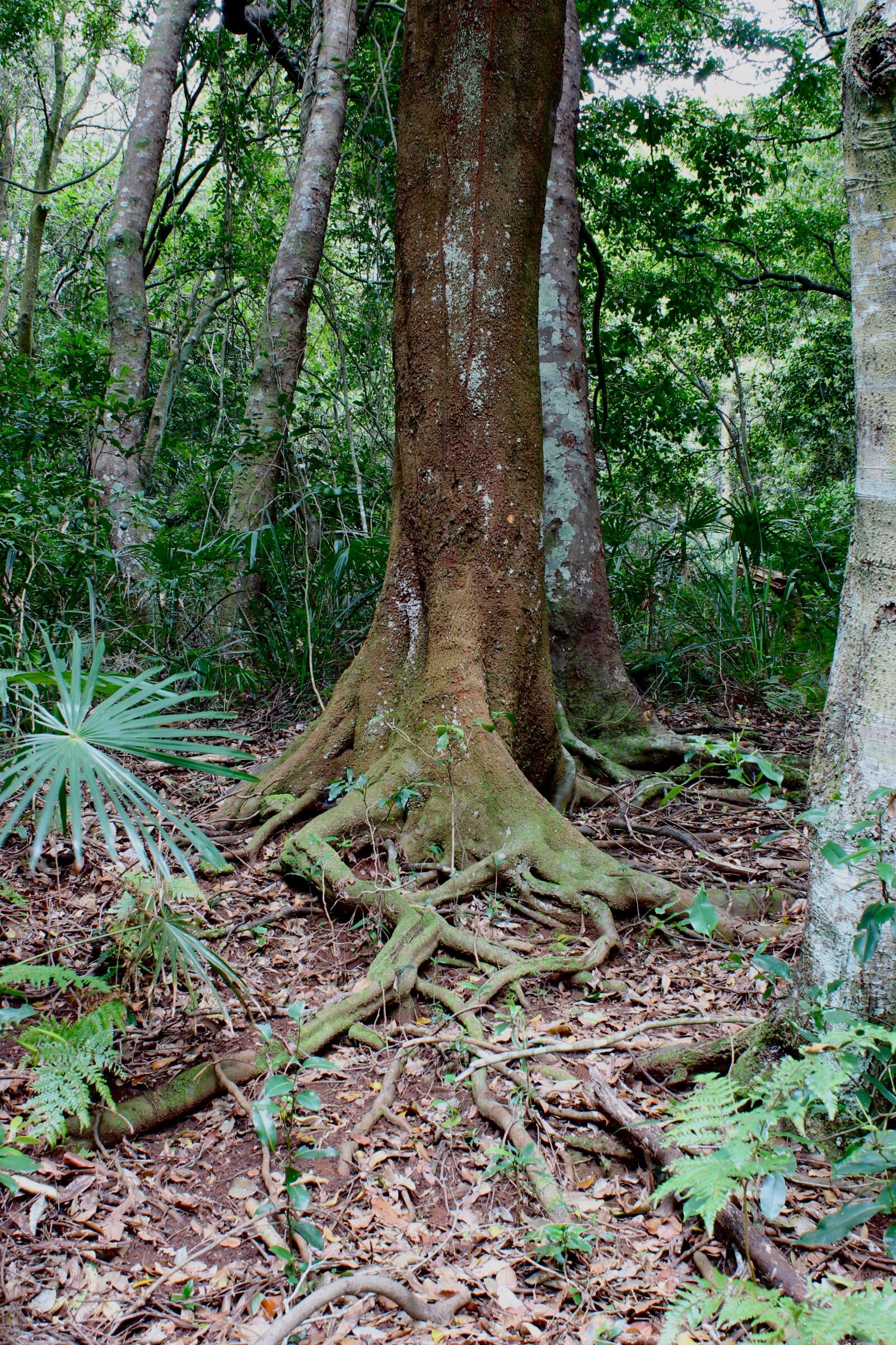 Canon EOS 1300D (EOS Rebel T6 / EOS Kiss X80) sample photo. Rainforest, forest, tree photography
