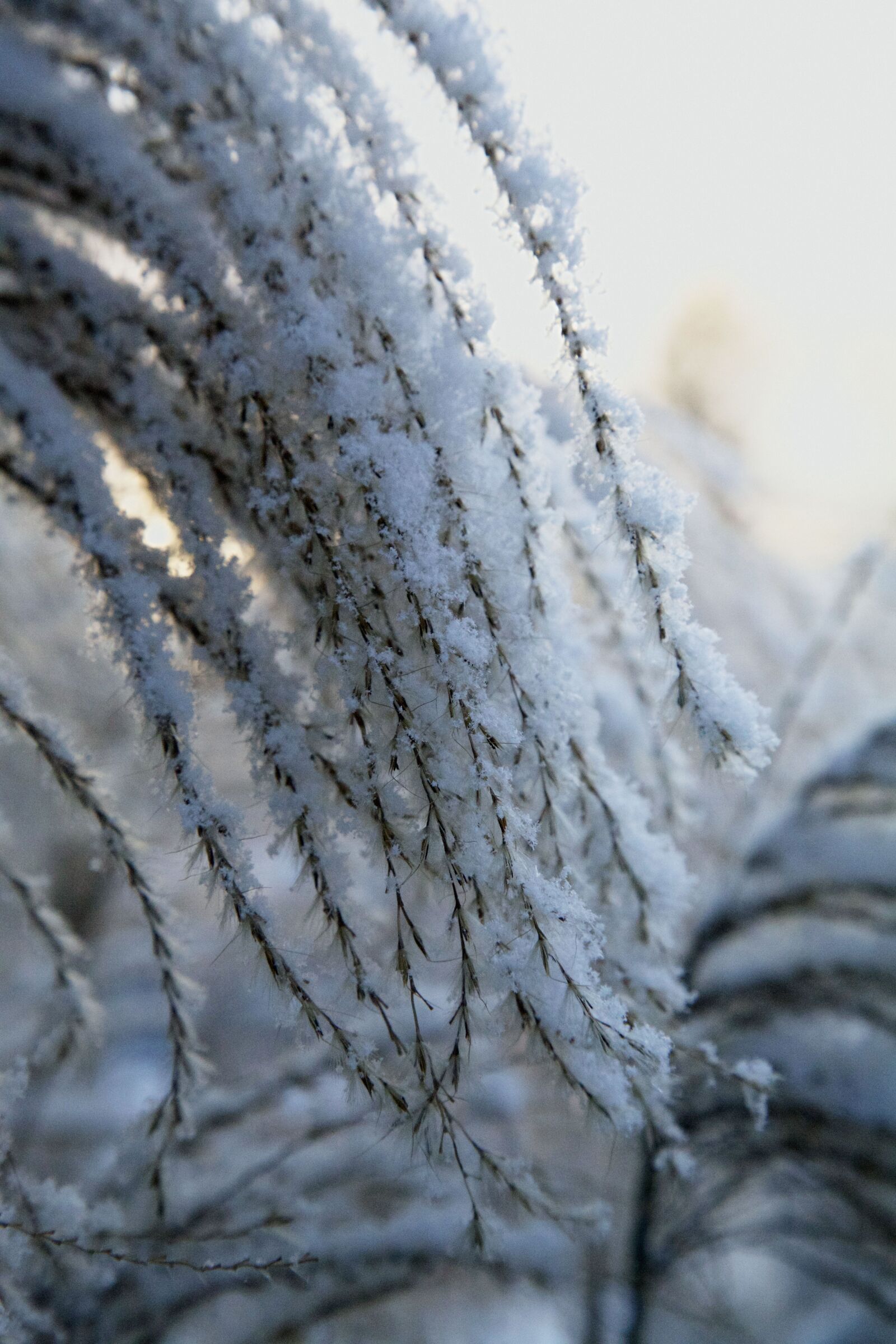 Canon EOS 5D Mark II sample photo. Frost, winter, white photography