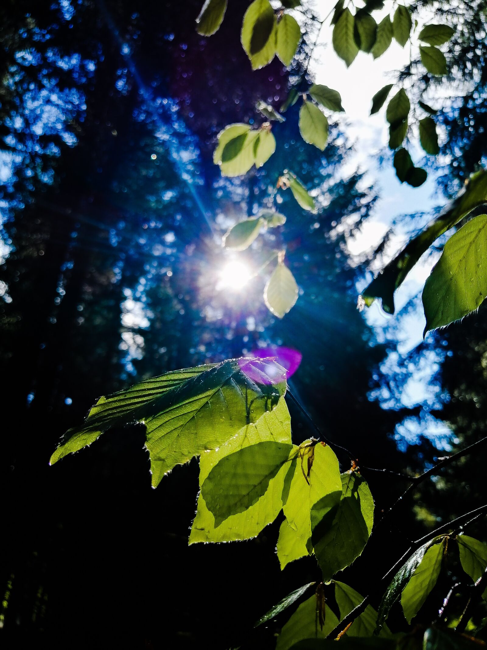 HUAWEI STK-LX1 sample photo. Photoshop, nature, photography photography