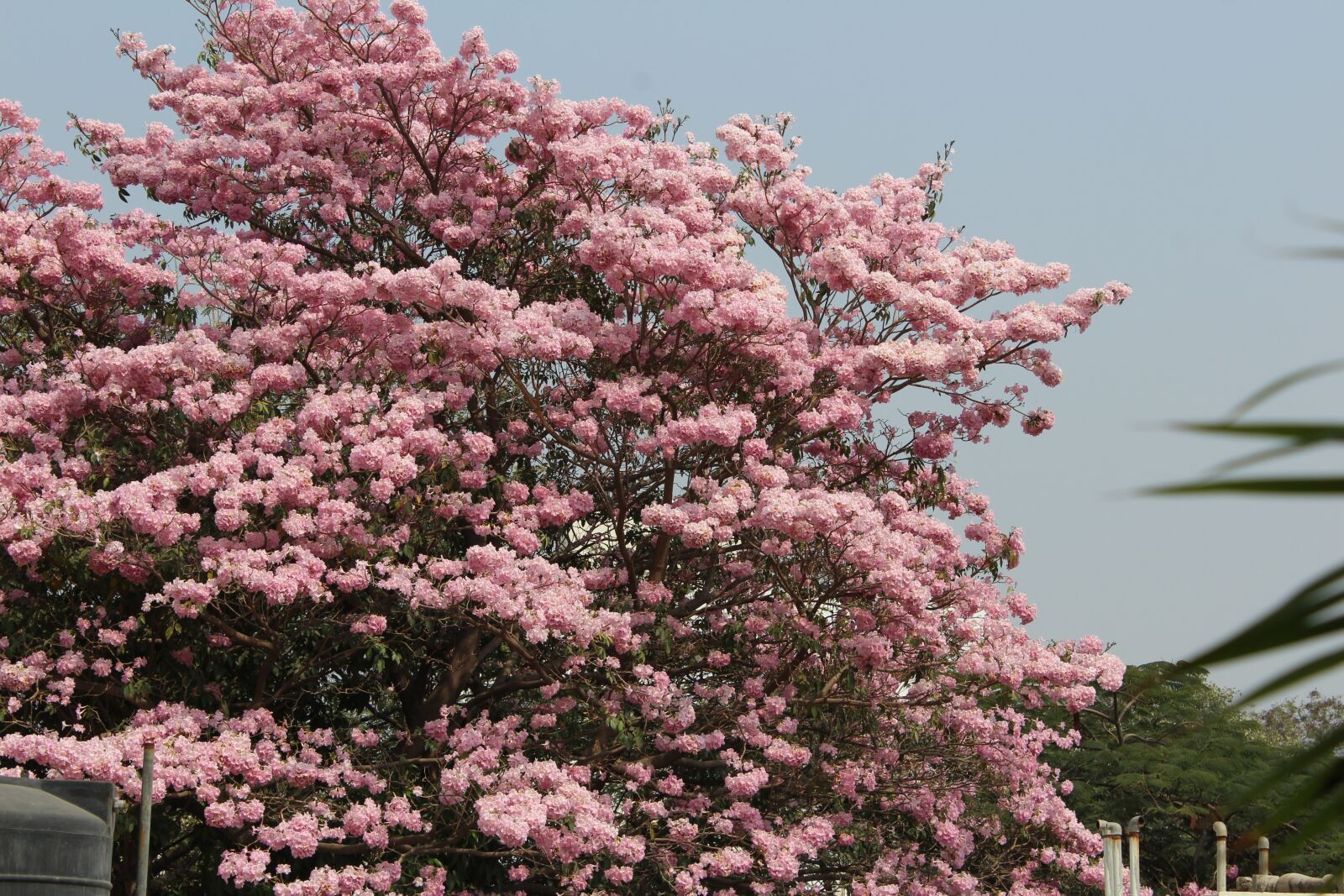 Canon EOS 1200D (EOS Rebel T5 / EOS Kiss X70 / EOS Hi) sample photo. Flowers, tree with flowers photography