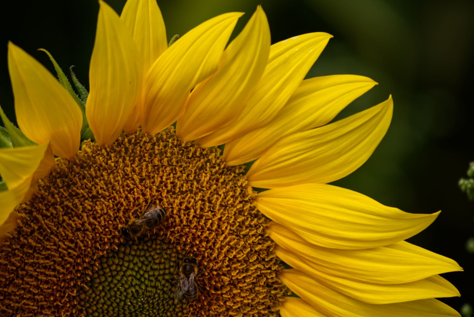 Nikon D5500 sample photo. Sunflower, macro, bee photography